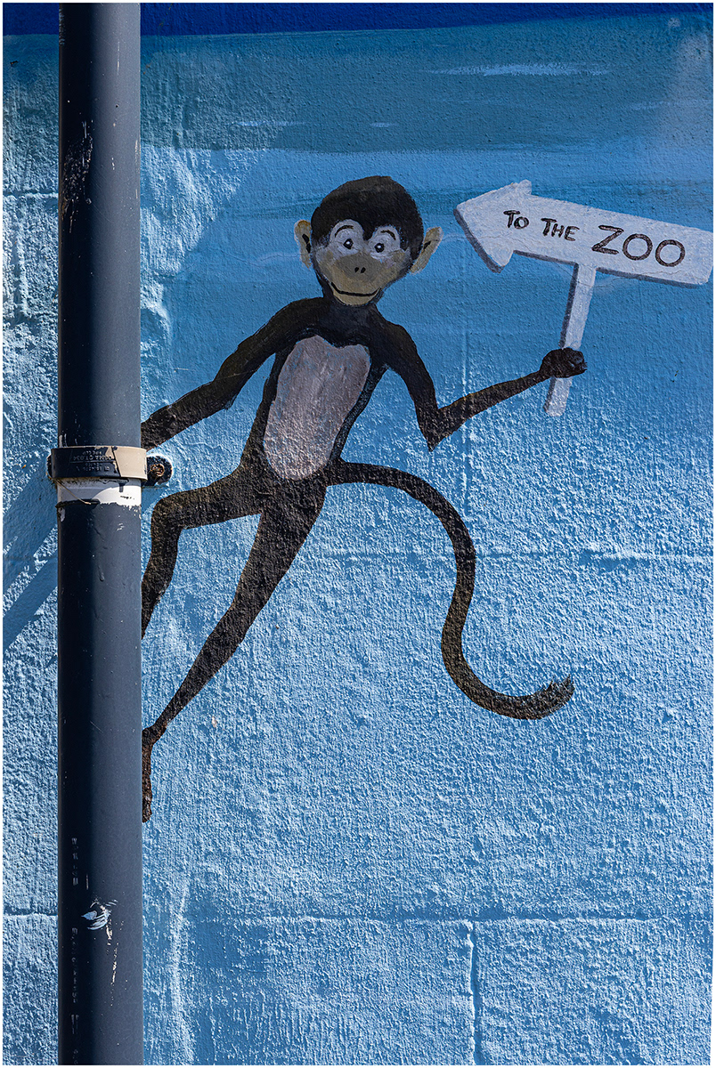 "to the zoo" by Viv Evans