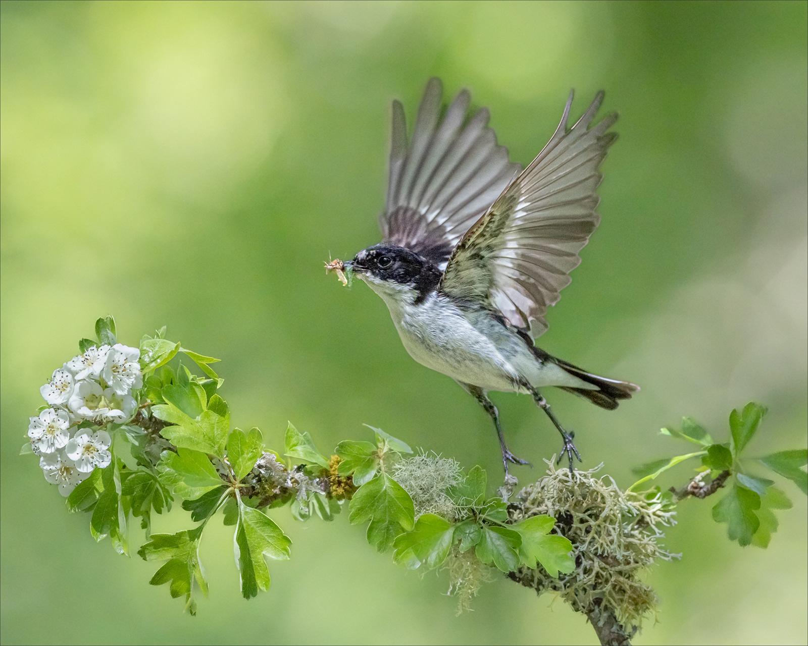 "Pied Flycatcher in Spring" by Anne Jones