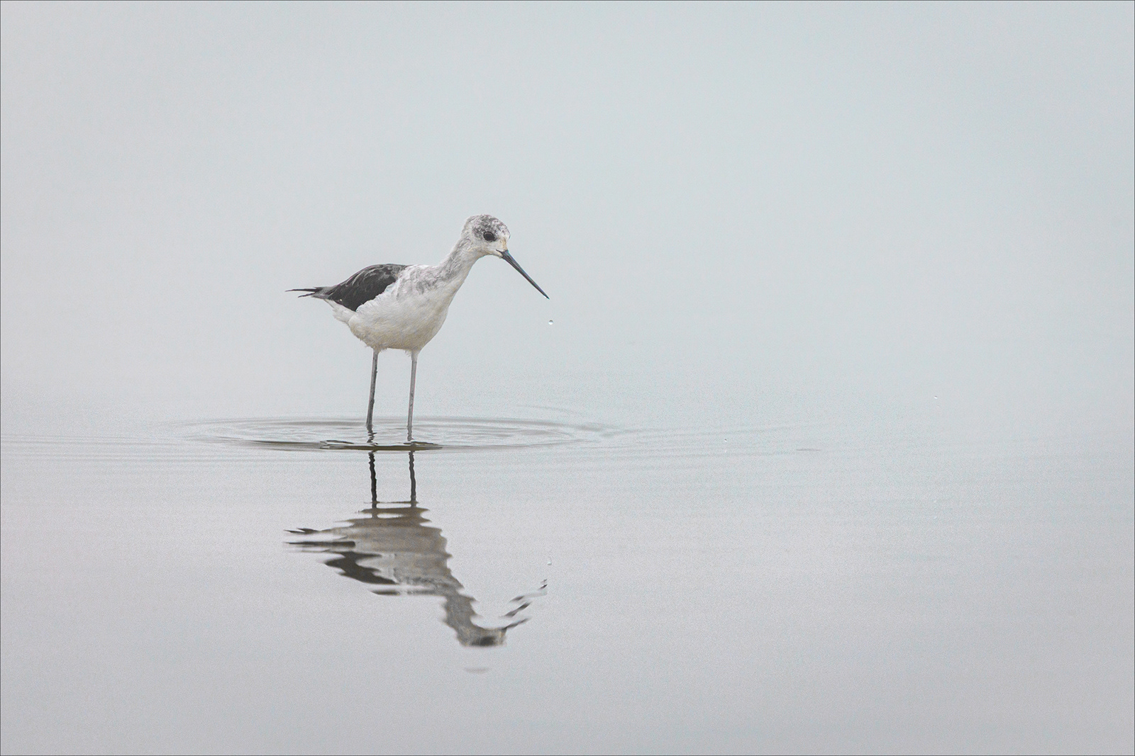 "Stilt in the Morning Mist" by Anne Jones