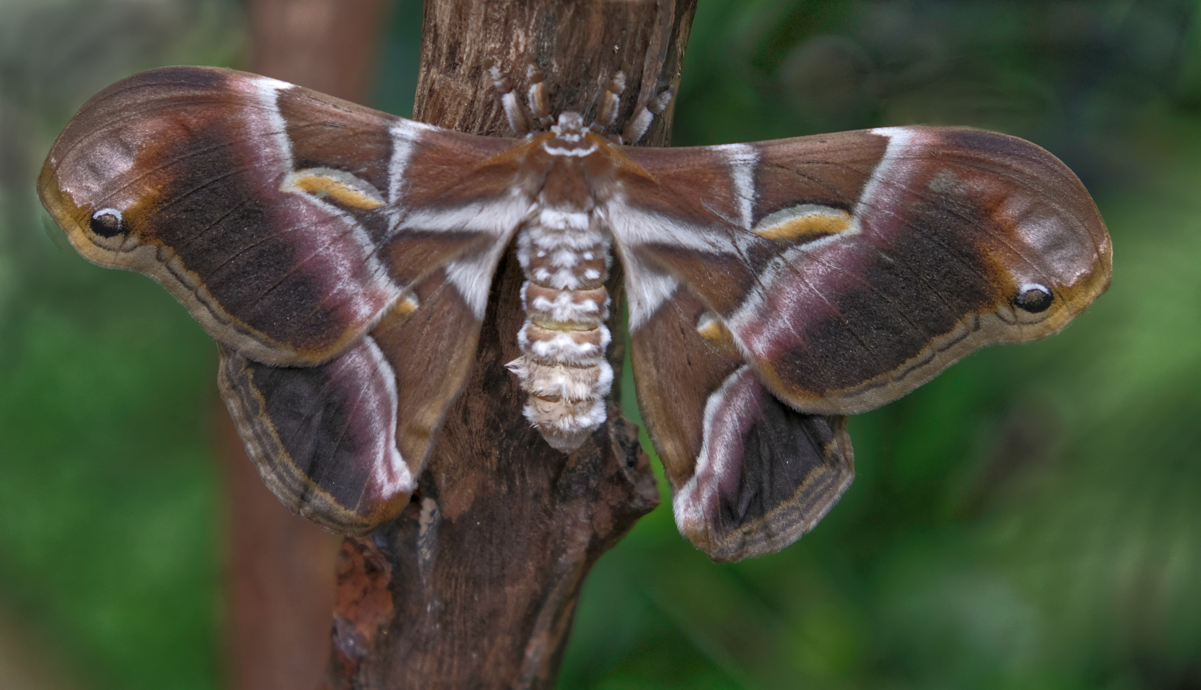 18. Polilla