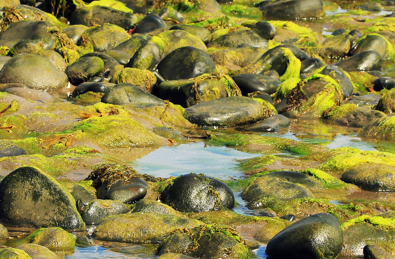 "Borth Pebbles" by Margaret Jones