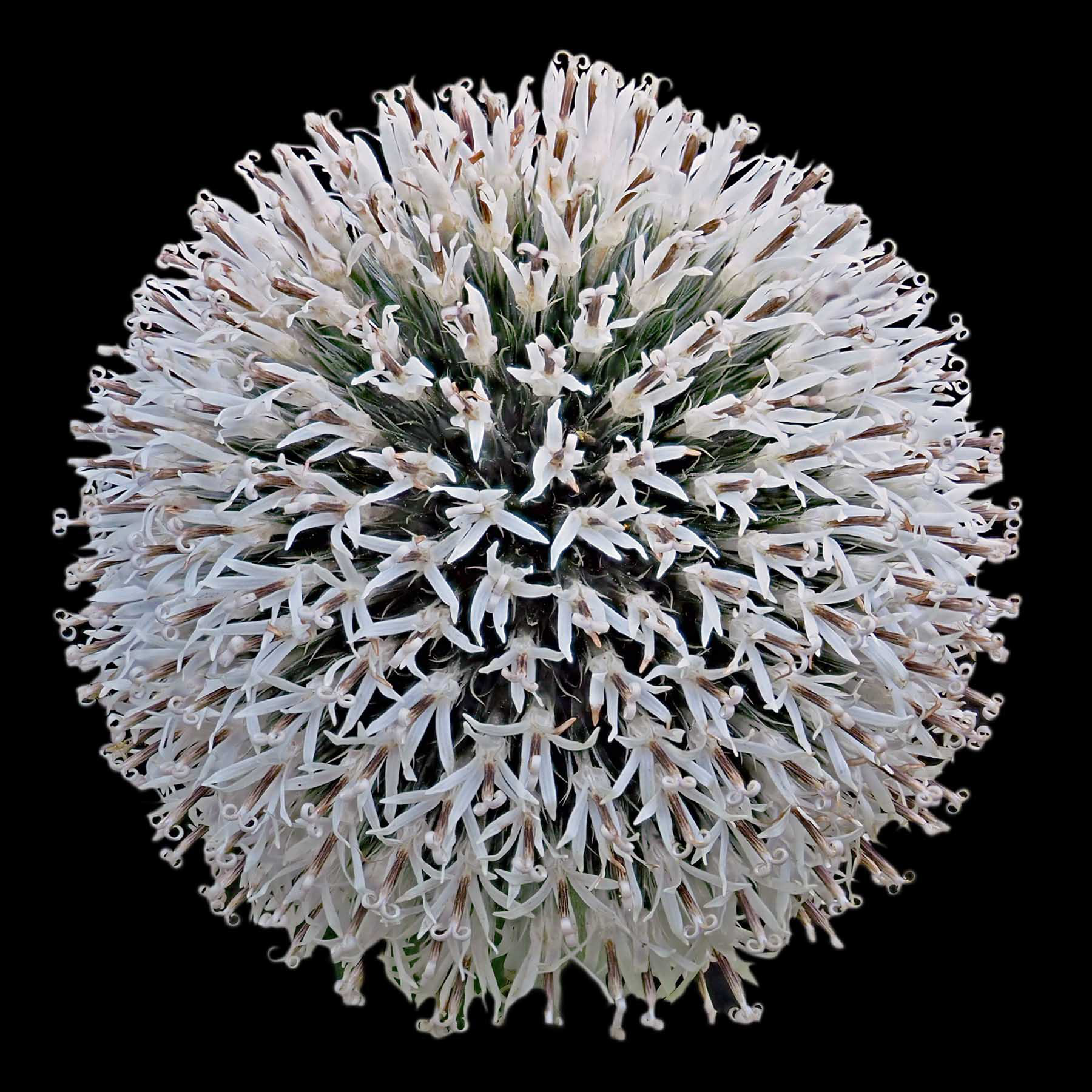 "Flower 2" by Viv Bowen