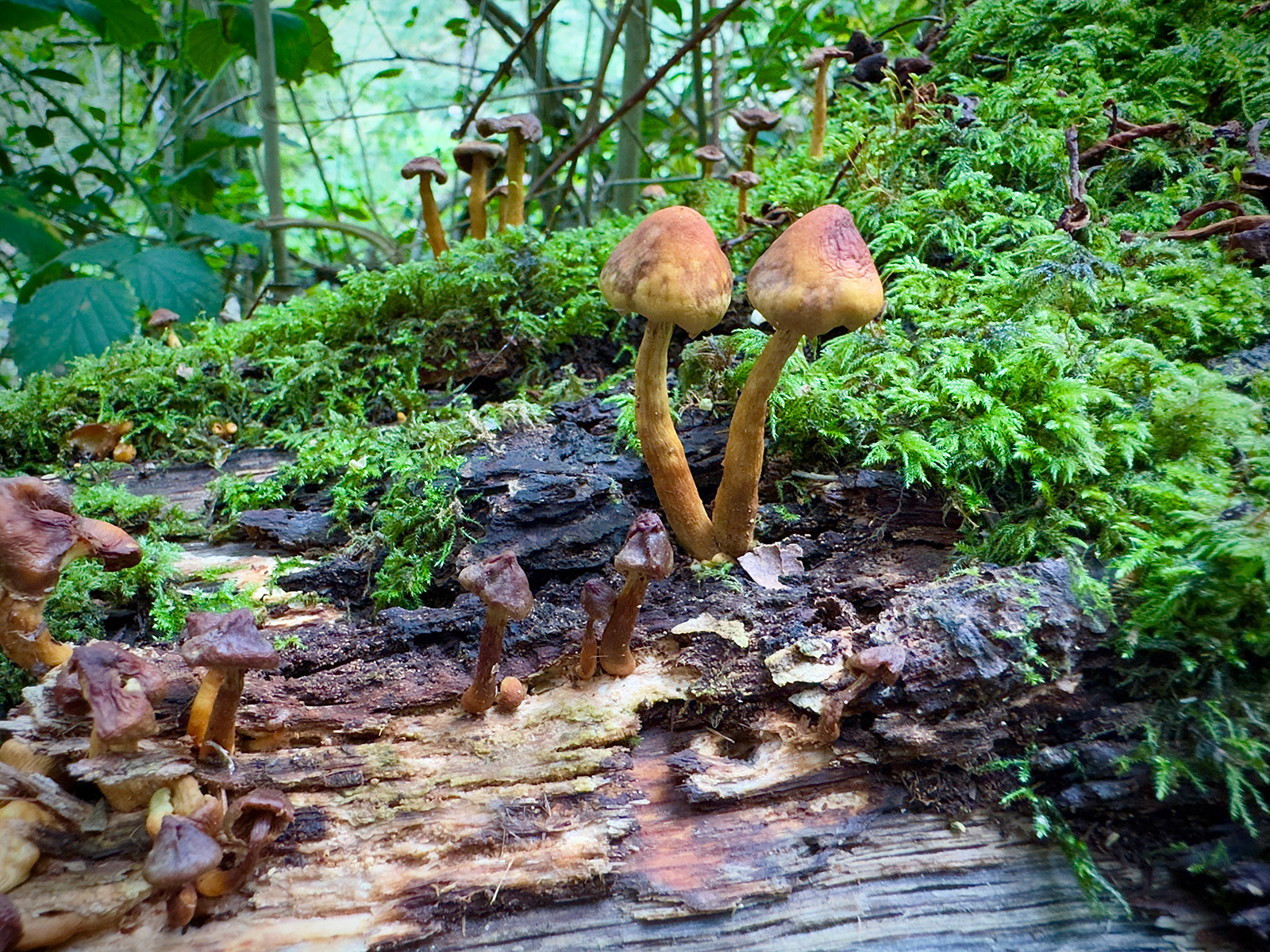 "Laetiporus sulphureus again, maybe?" by David Hough