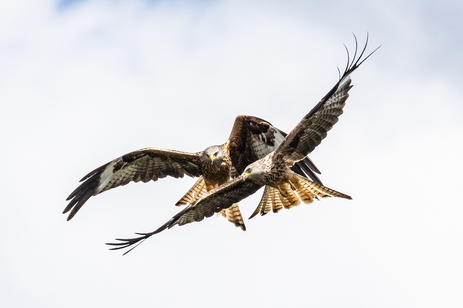 "Nant-yr-Arian kites", by Morlais Davies