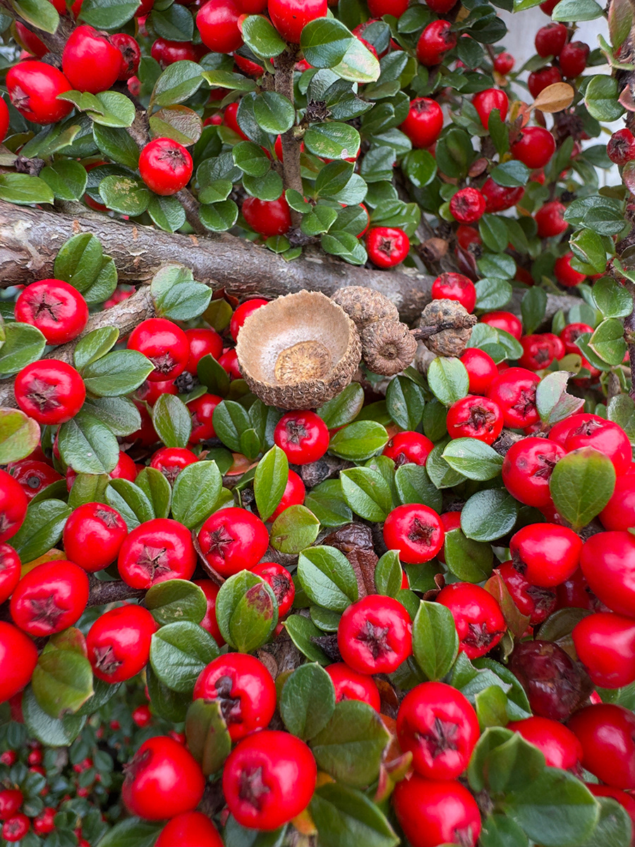 "Cotoneaster with Acorn Cupule" by David Hough