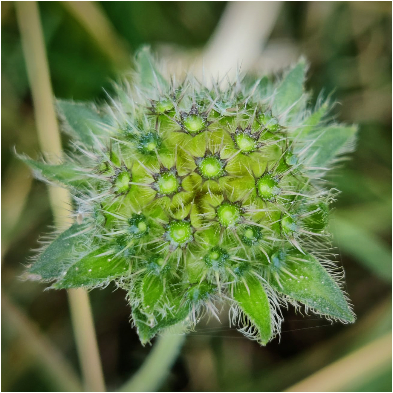 "Gone Over" by Hilary Harding