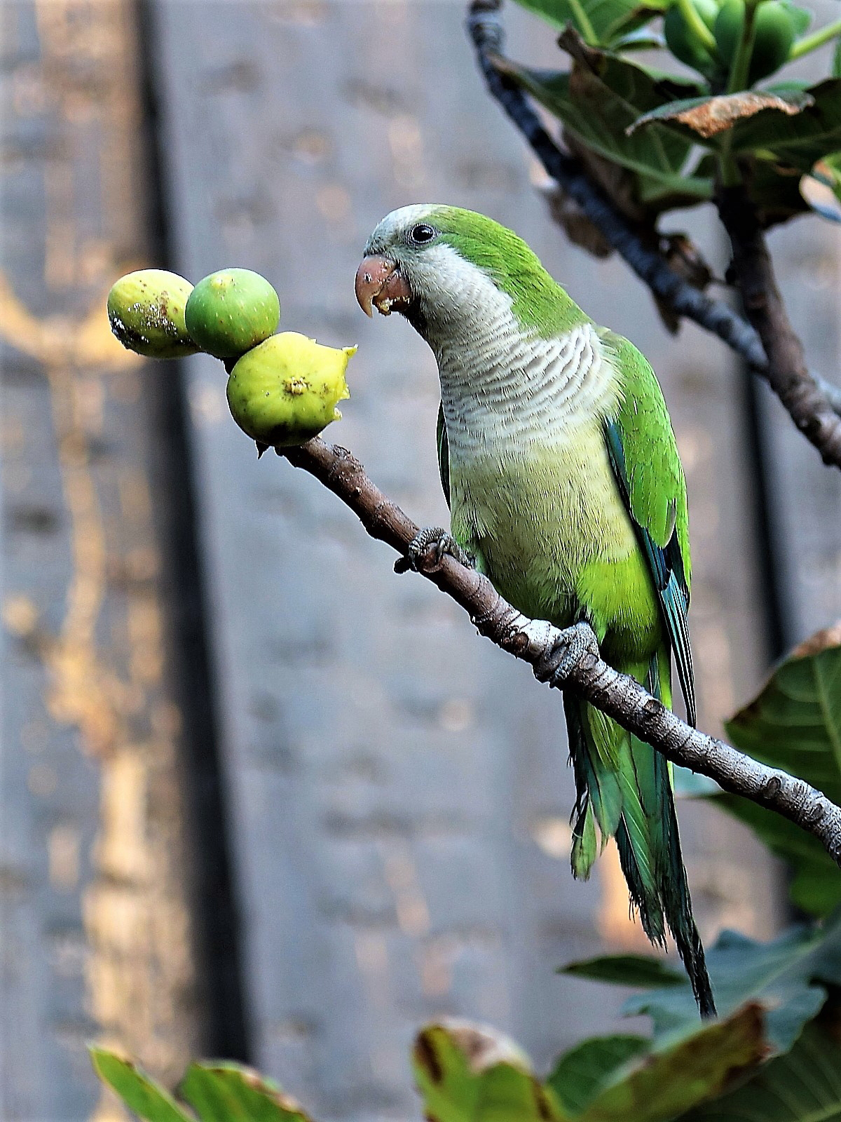 Monks Parrakete on Fig