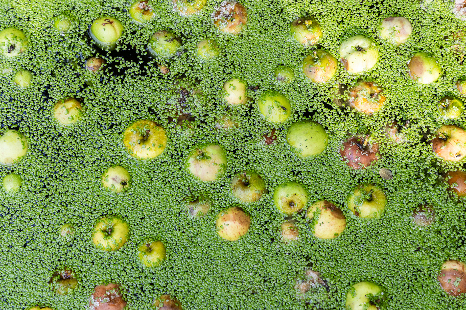 "Ducking apples!" by Morlais Davies