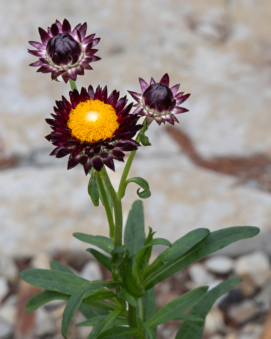 "Glasshouse flower" by Morlais Davies"Gr