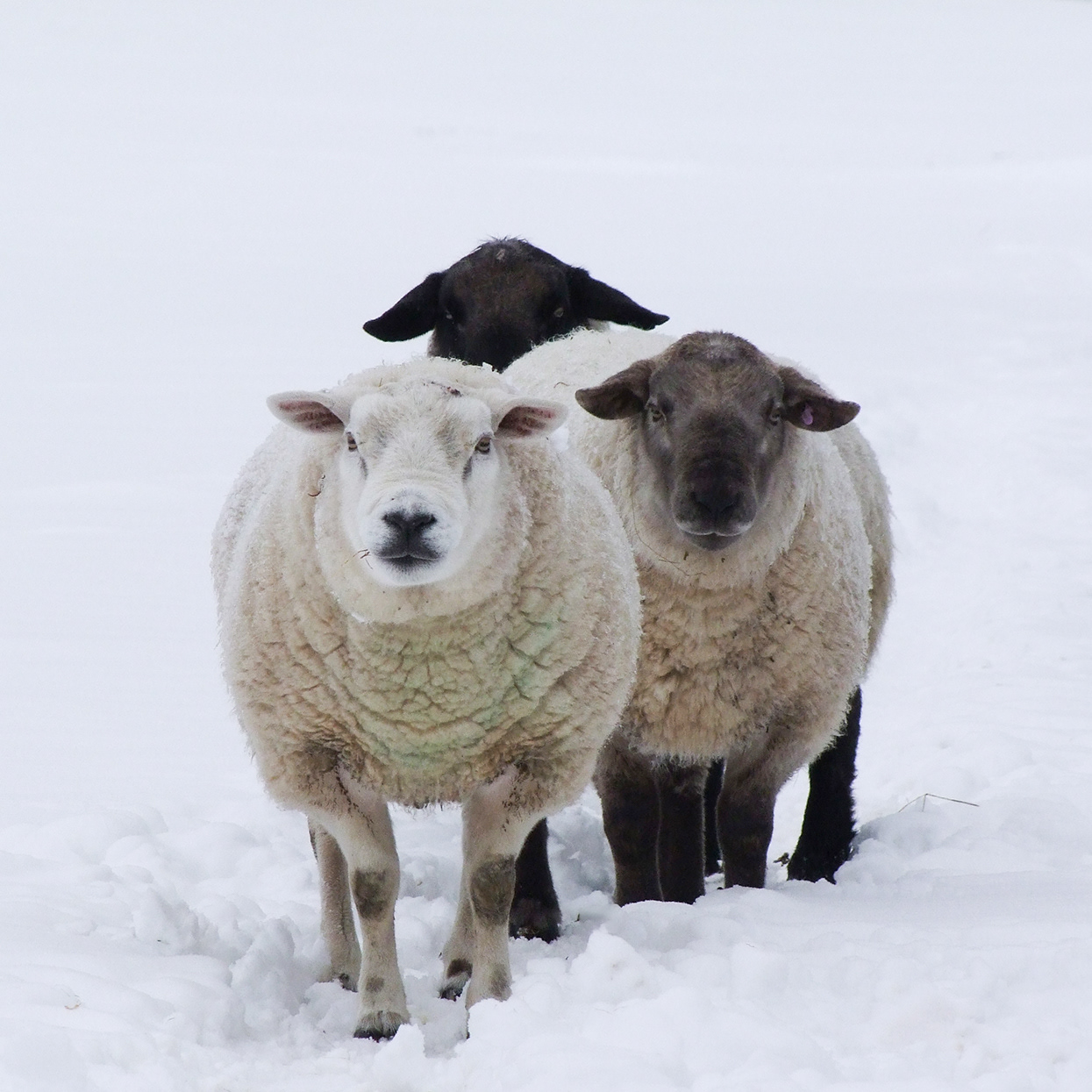 "Three Rams"