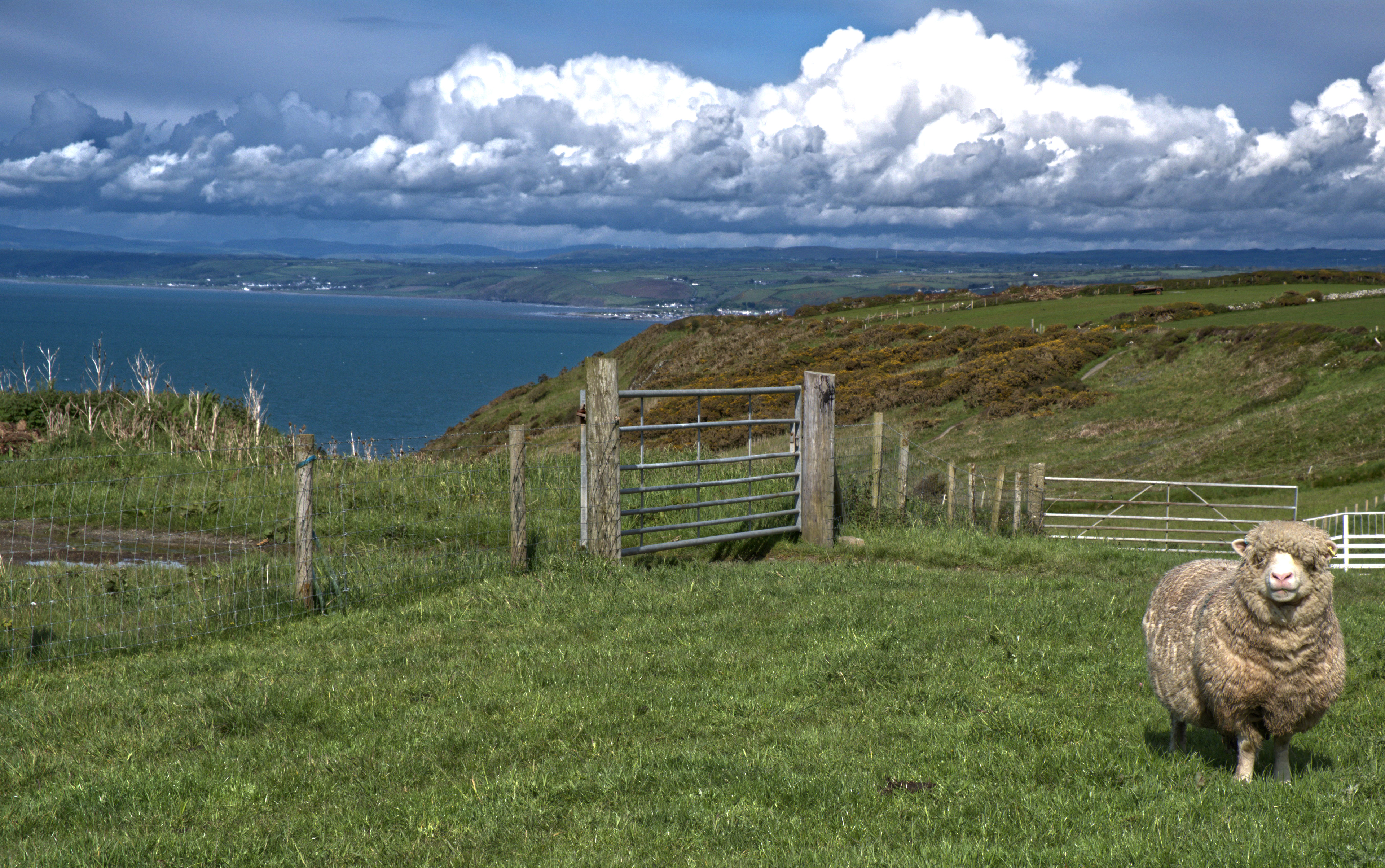 17. A Willing Woolly Poser