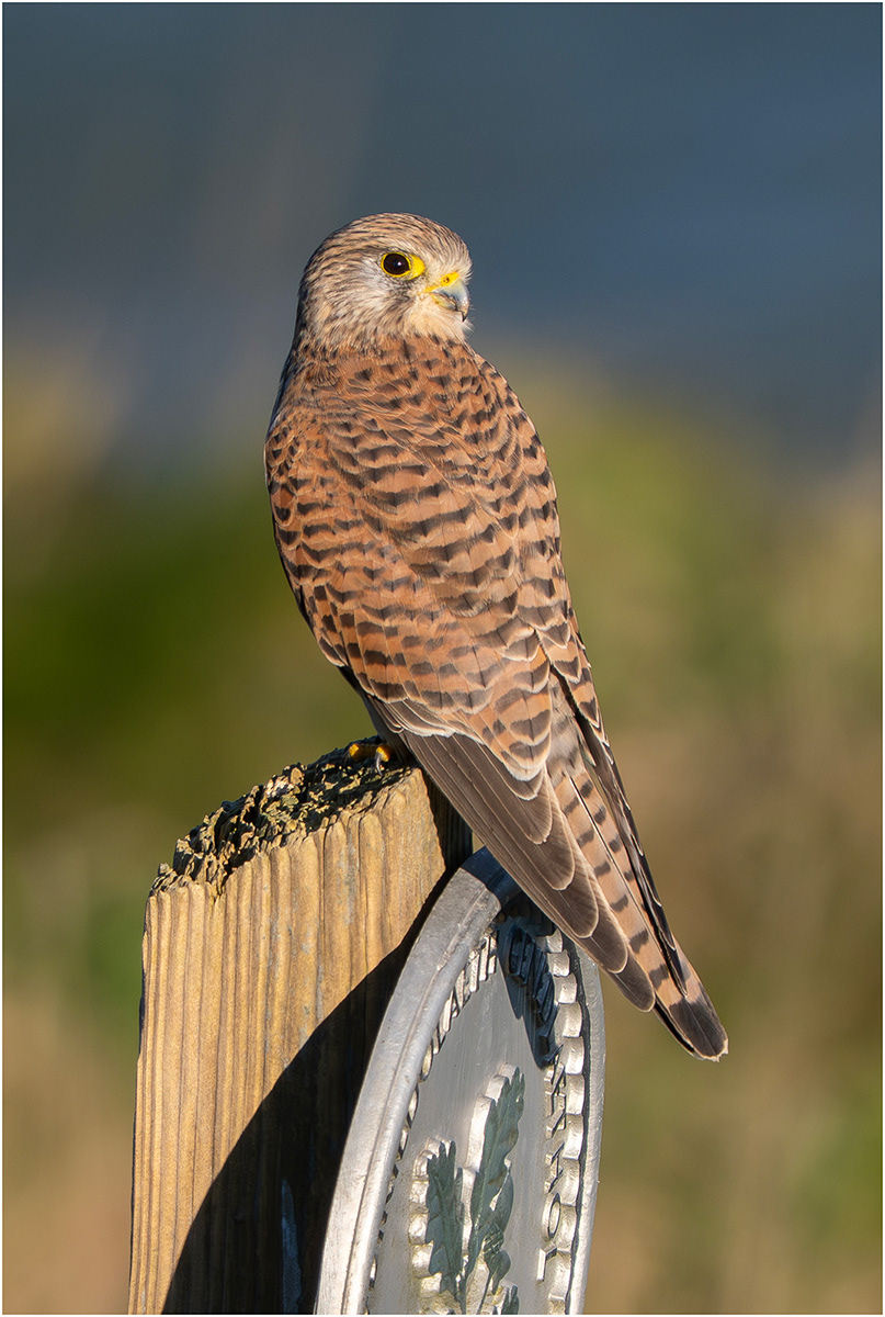 "Kes" by Viv Evans