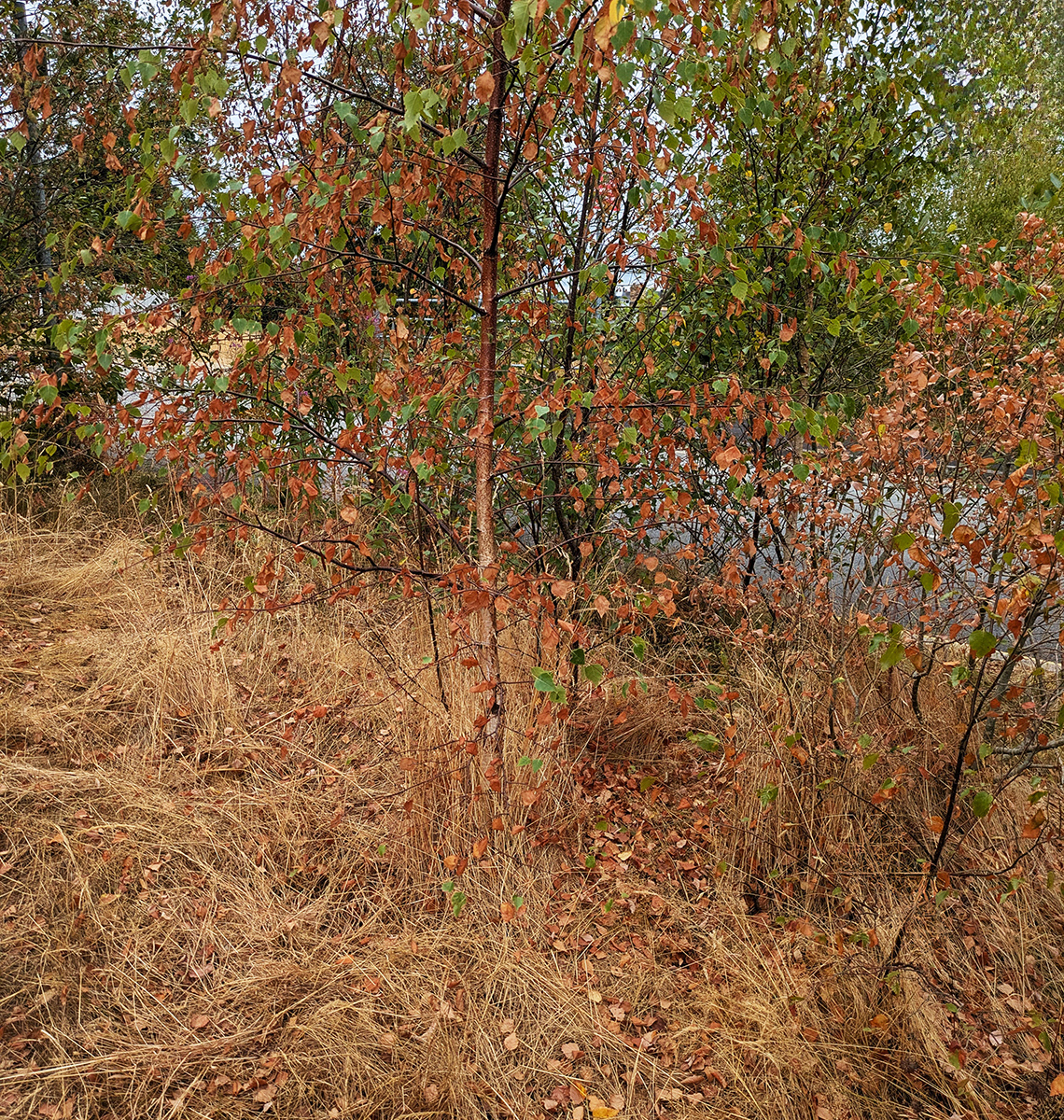 "Drought and Autumn in July" by Margaret Jones
