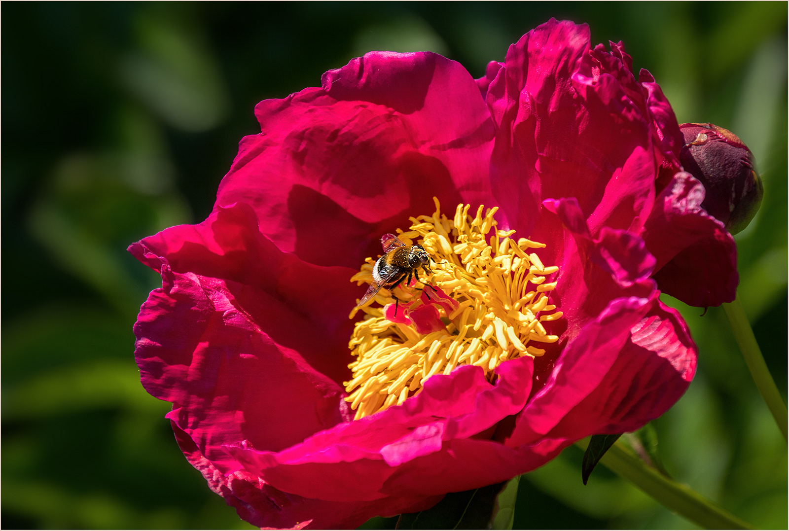 "Bee on Peony" by Roy Peters