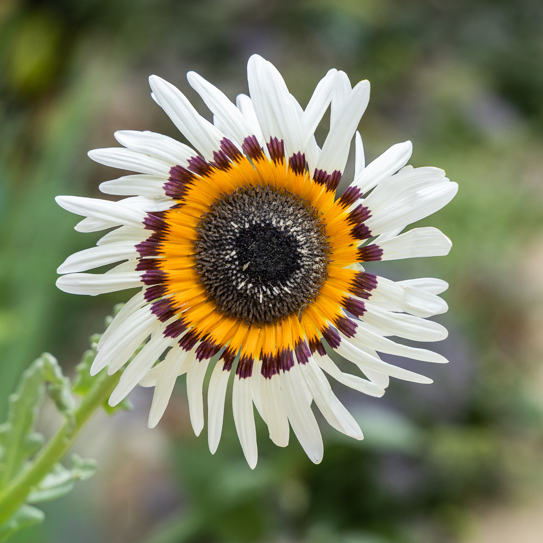 "Oje de Dios" by Morlais Davies