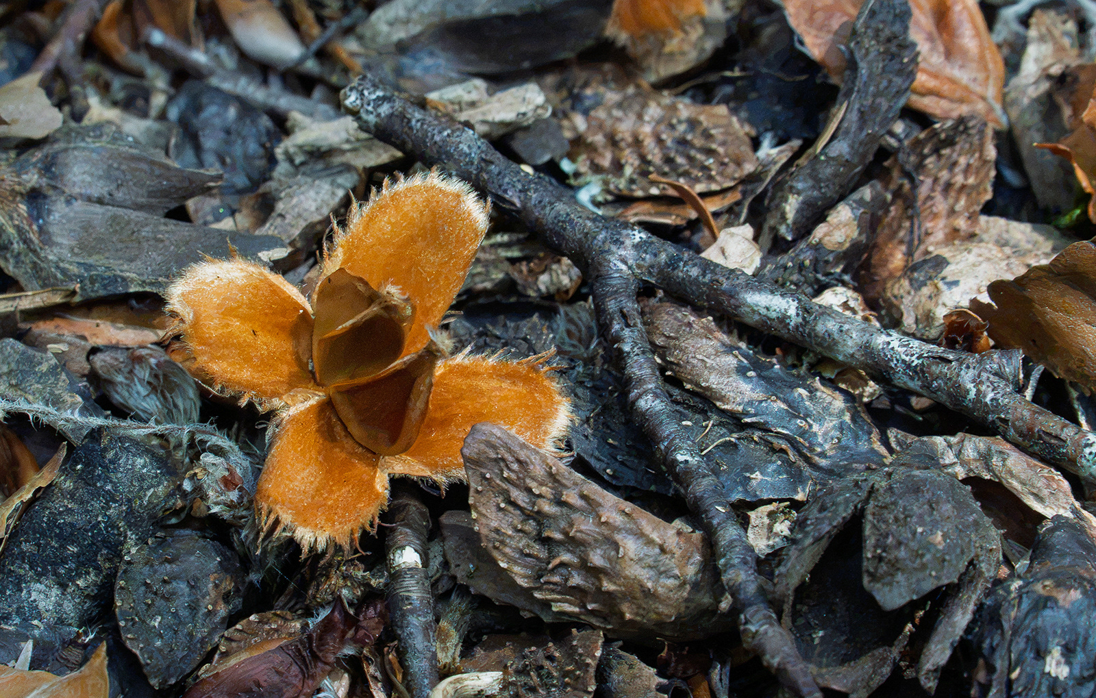 "Beech Nut Husk" by Monica Berry
