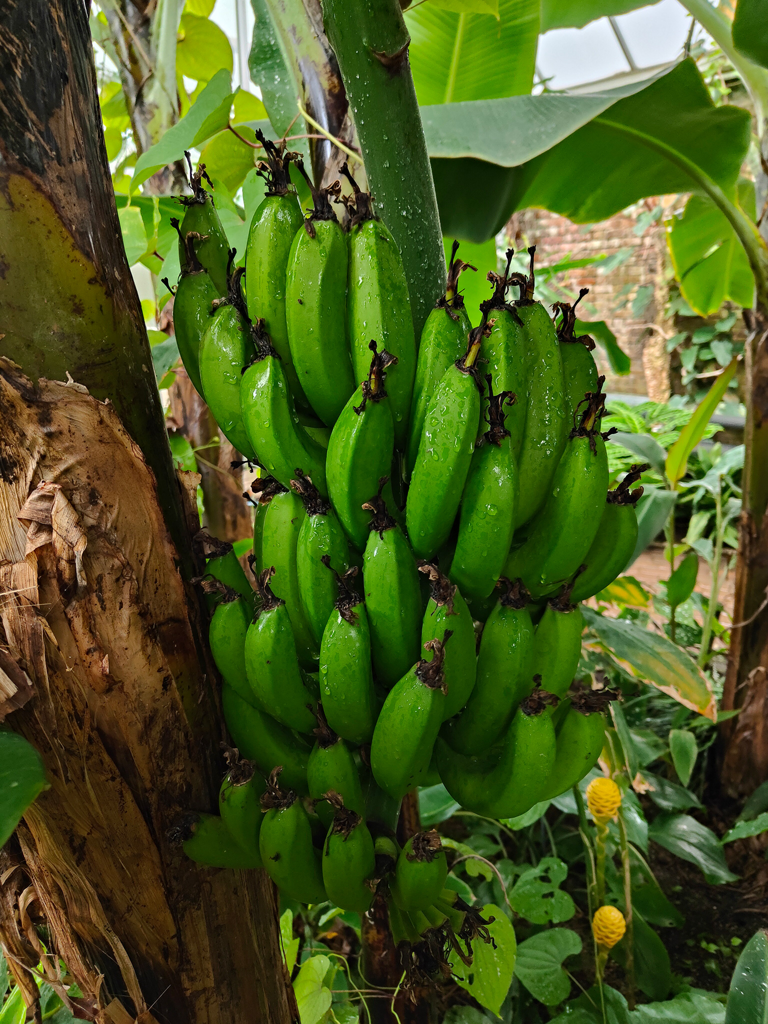 "Lush Bananas" by Dave Evans