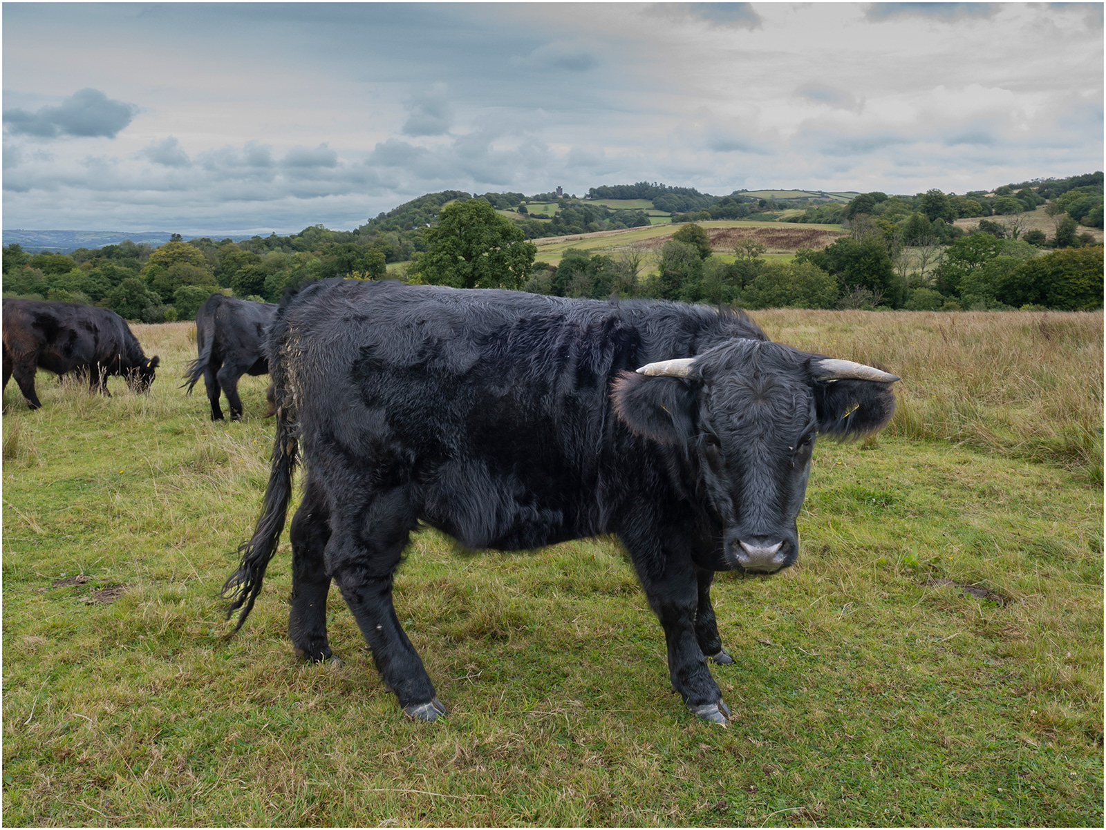 "Gwartheg du" by Viv Evans