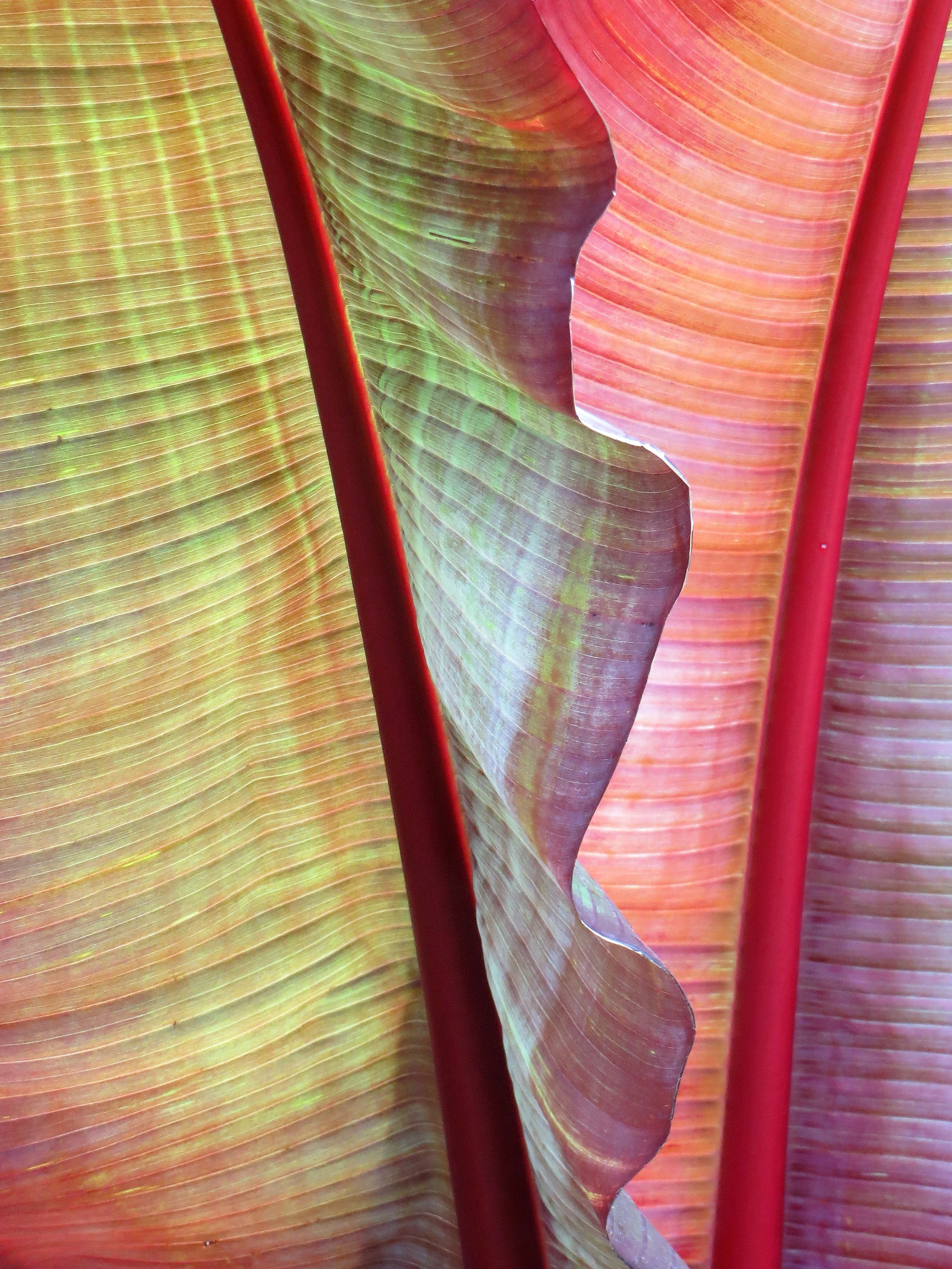 Canna Leaves