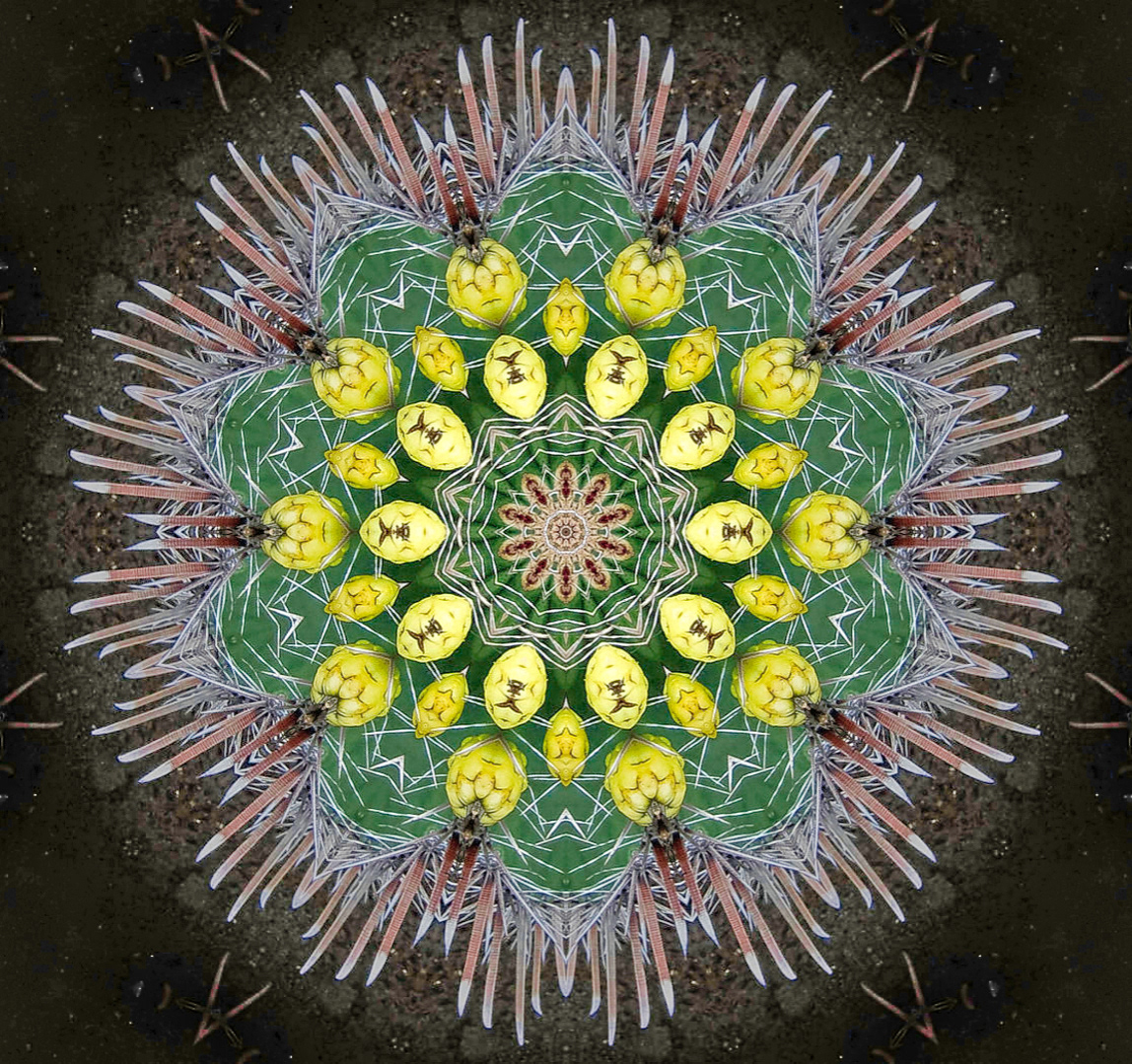 Cactus Patterns