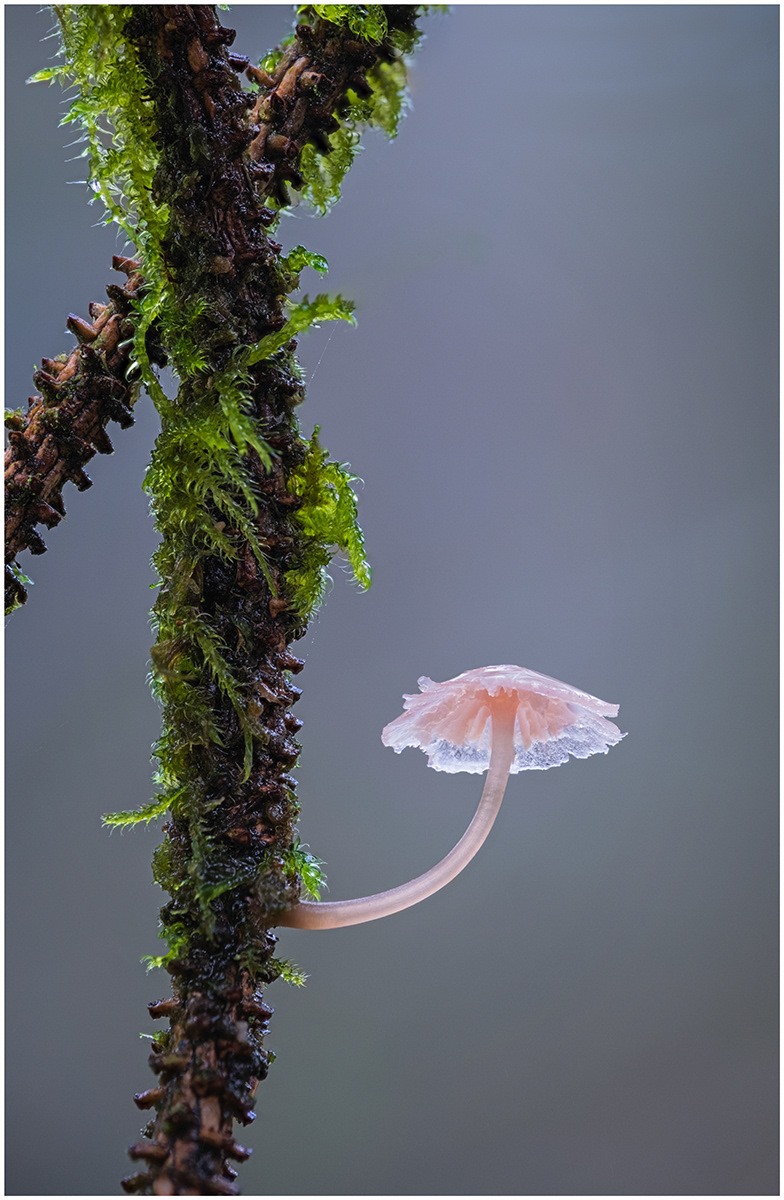 Ballerina (Colin Price) 18 points