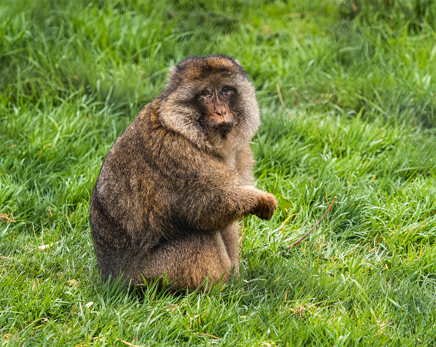 Barbary Macaque