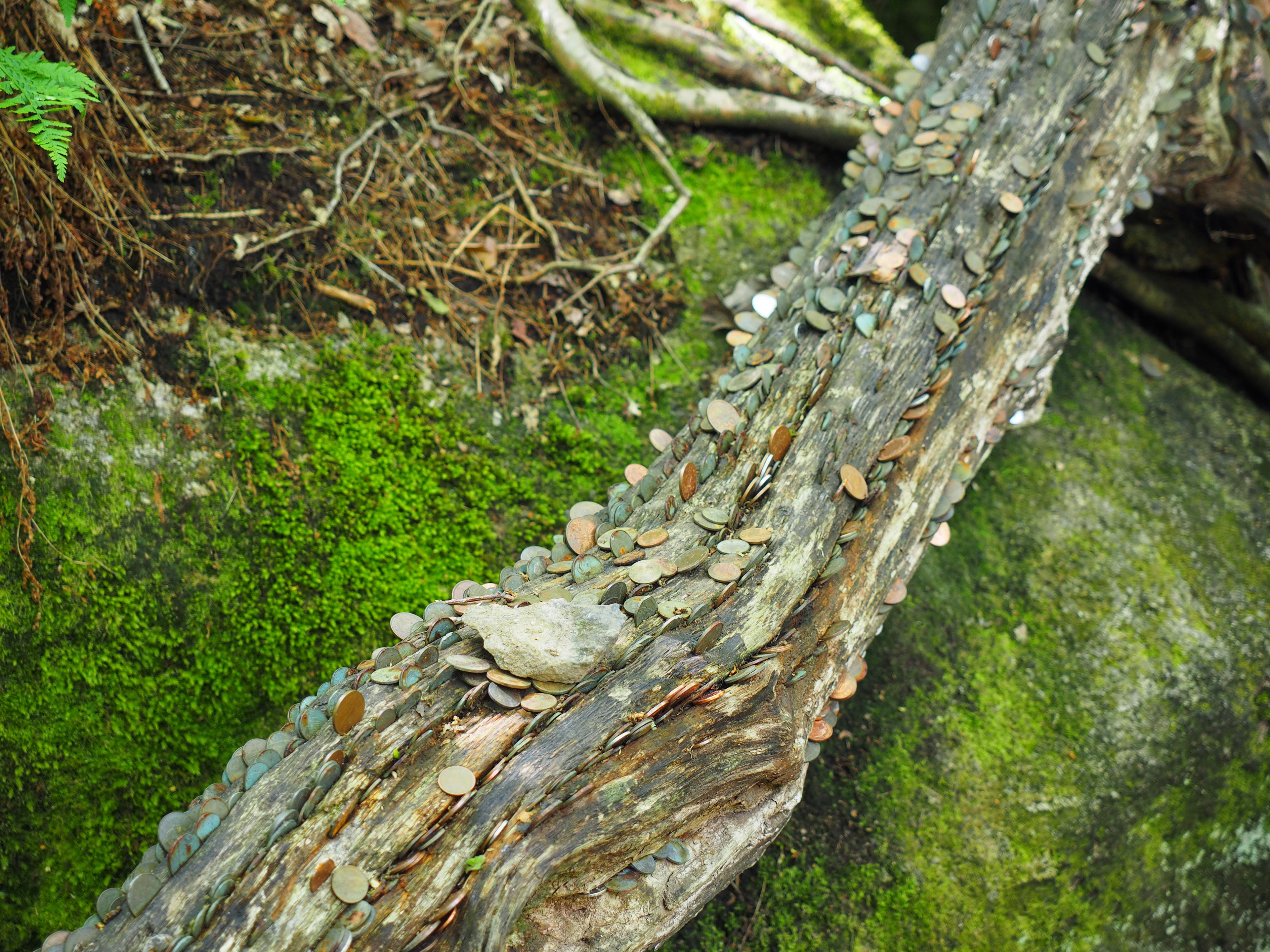 10. The Pixies' Money Tree