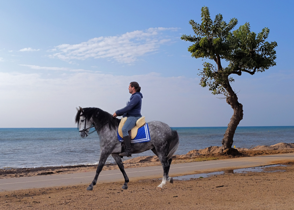 Horse and Rider