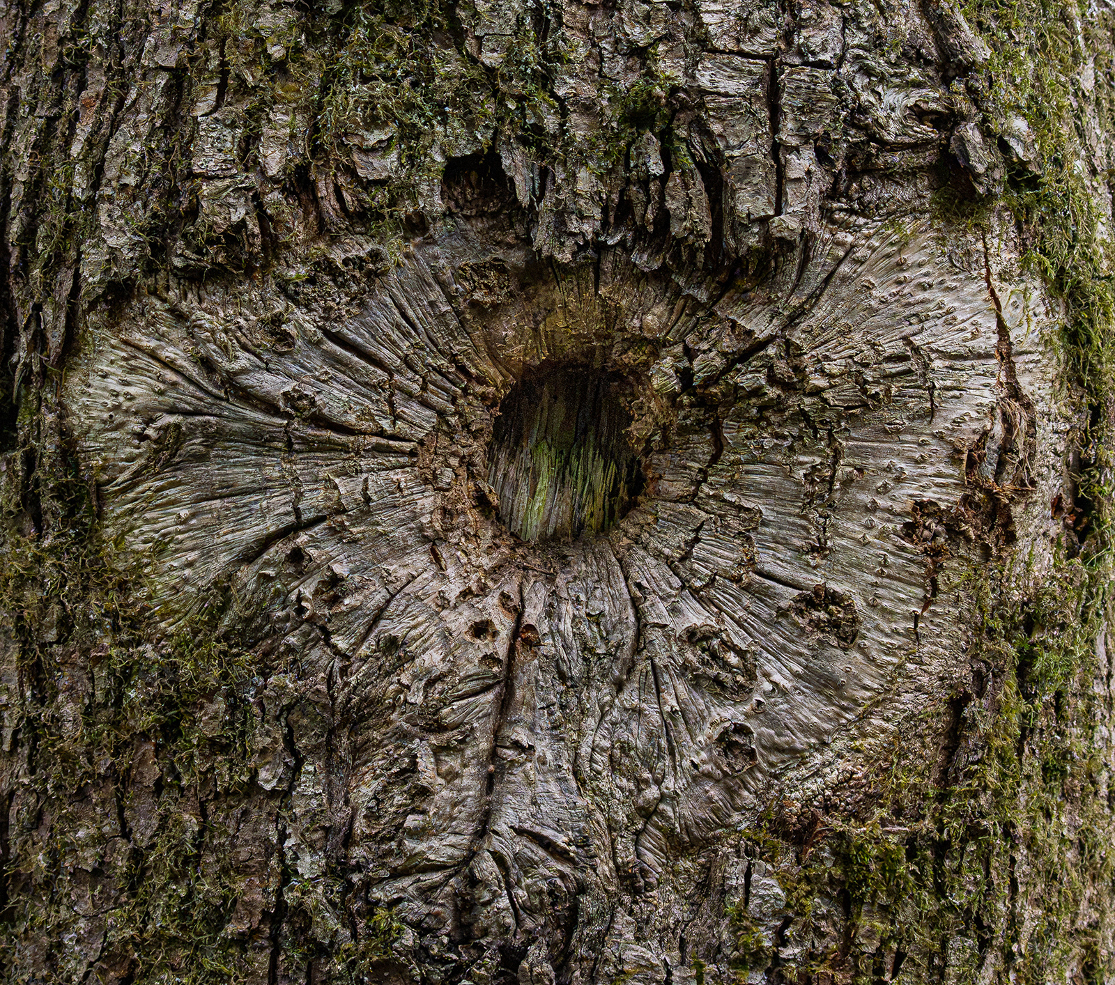 "Cors Caron 7" by Monica Berry