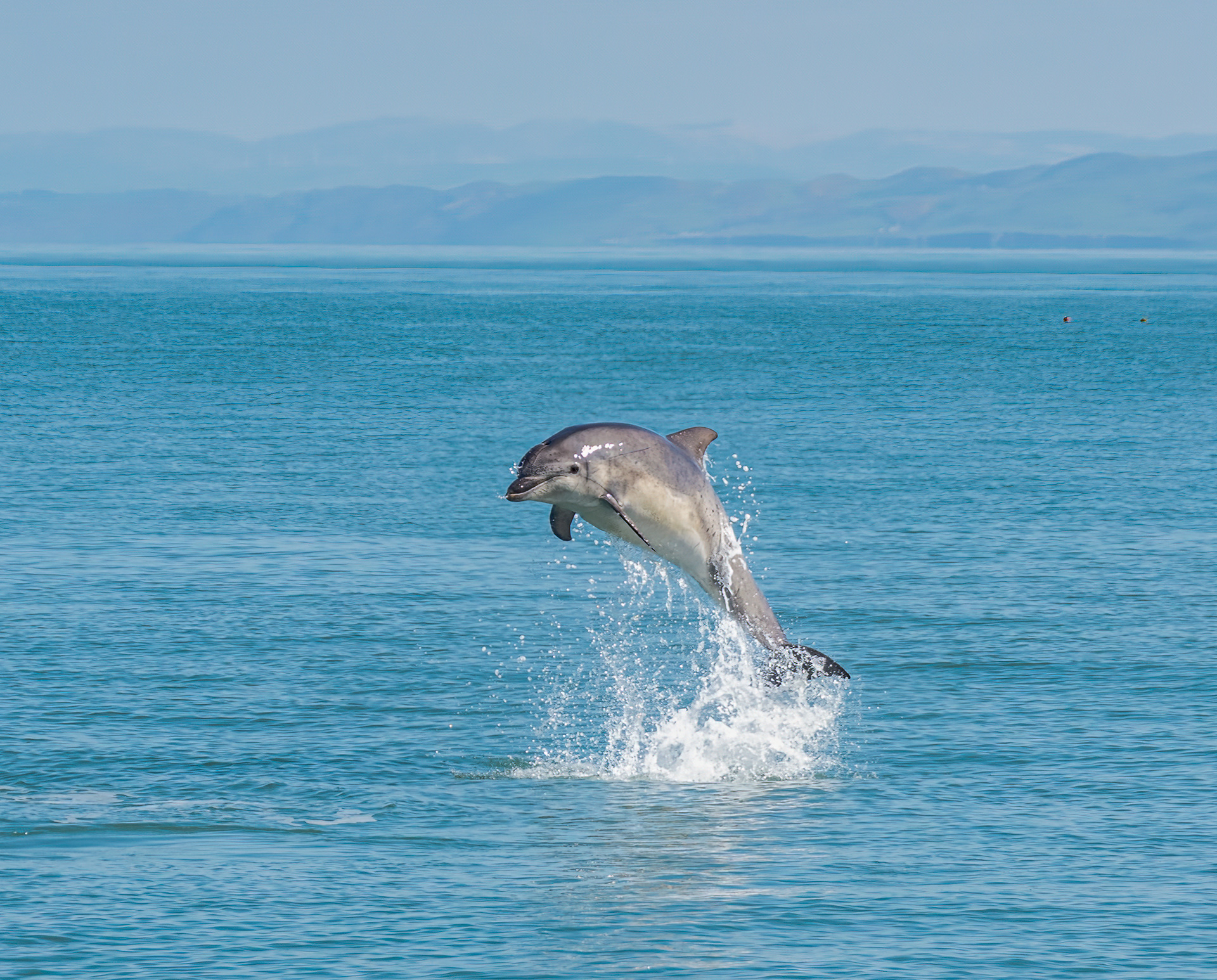 Breaching Bottlenose Dolphin at New Quay