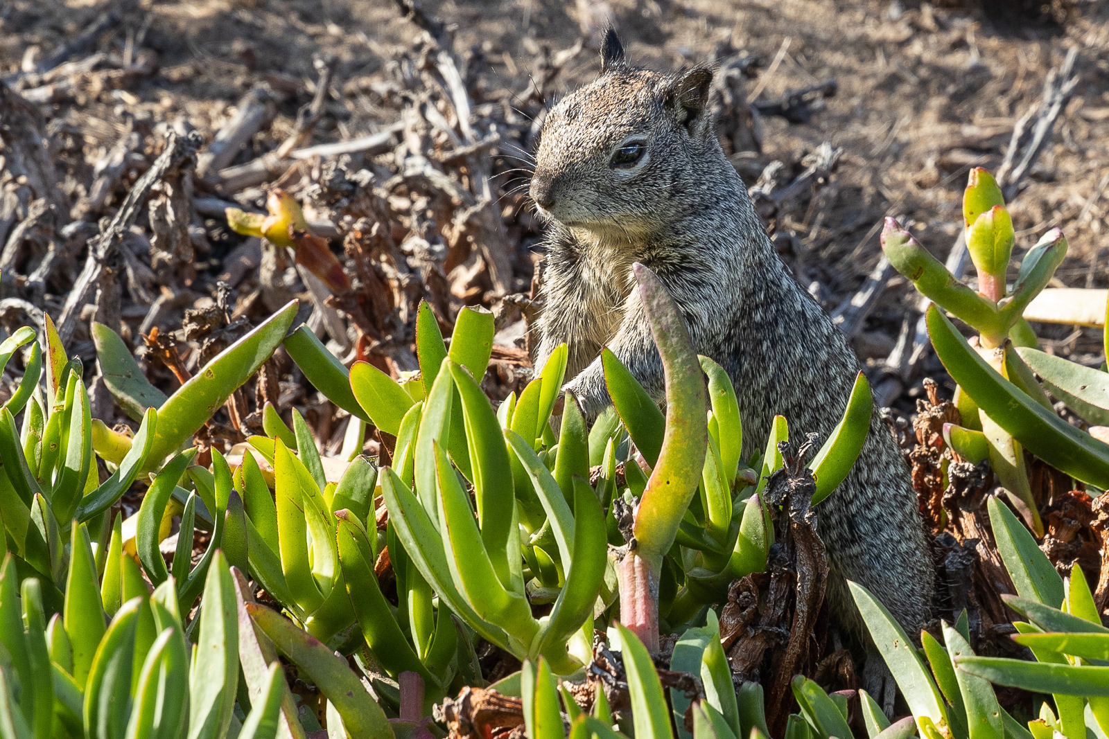 Ground Squirrel