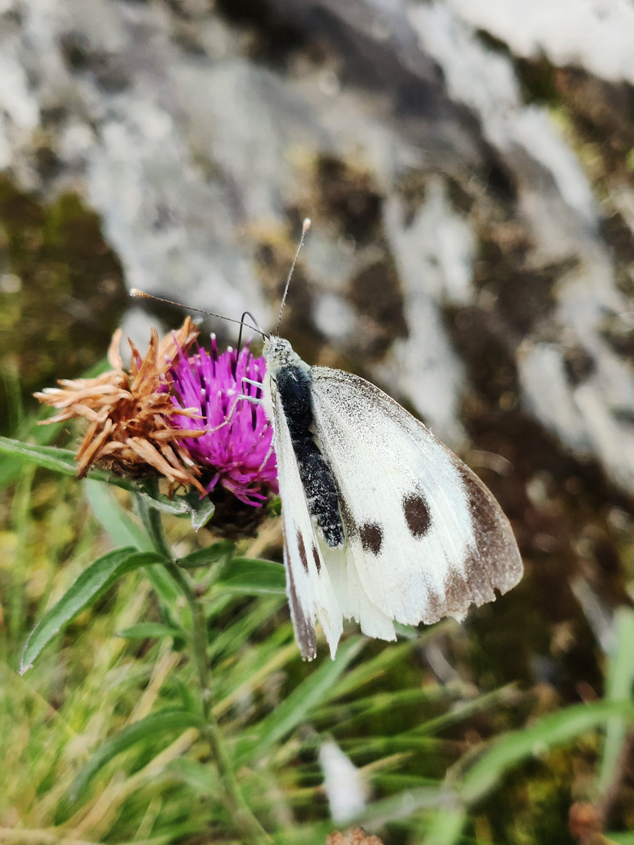 ""Hang on, this isn't a cabbage"" by Hilary Harding
