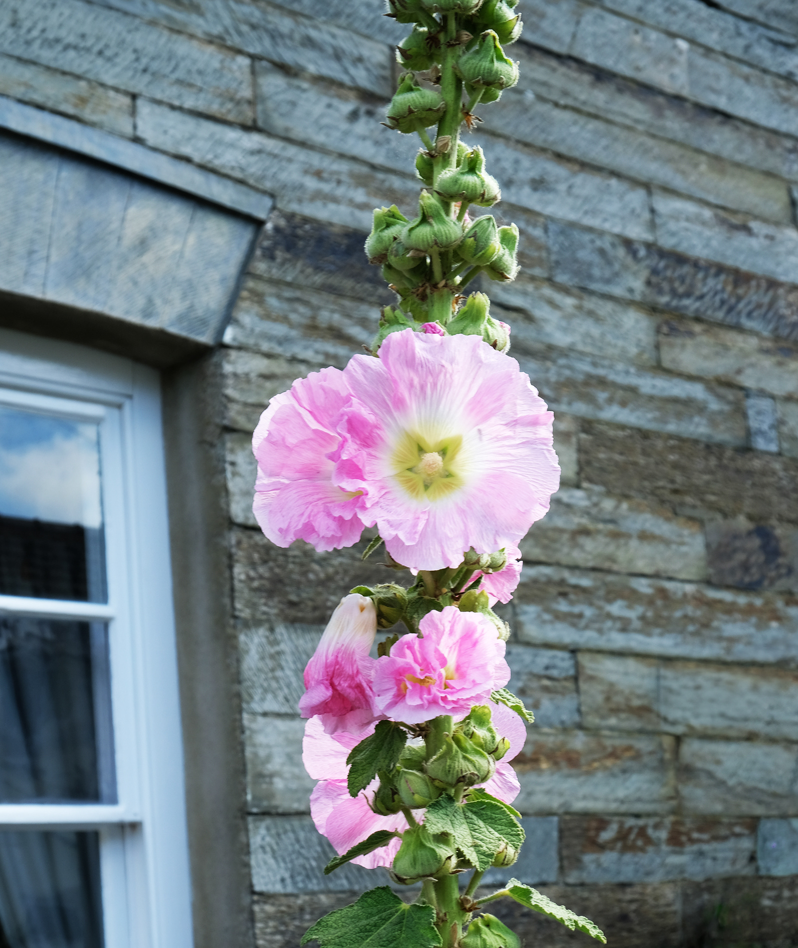 "Hollyhock" by Margaret Jones