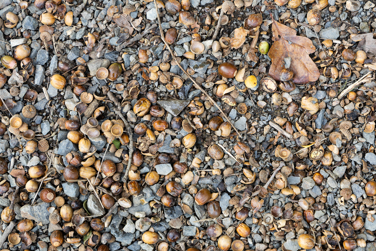 Colby_Pembs-4959 by Morlais Davies