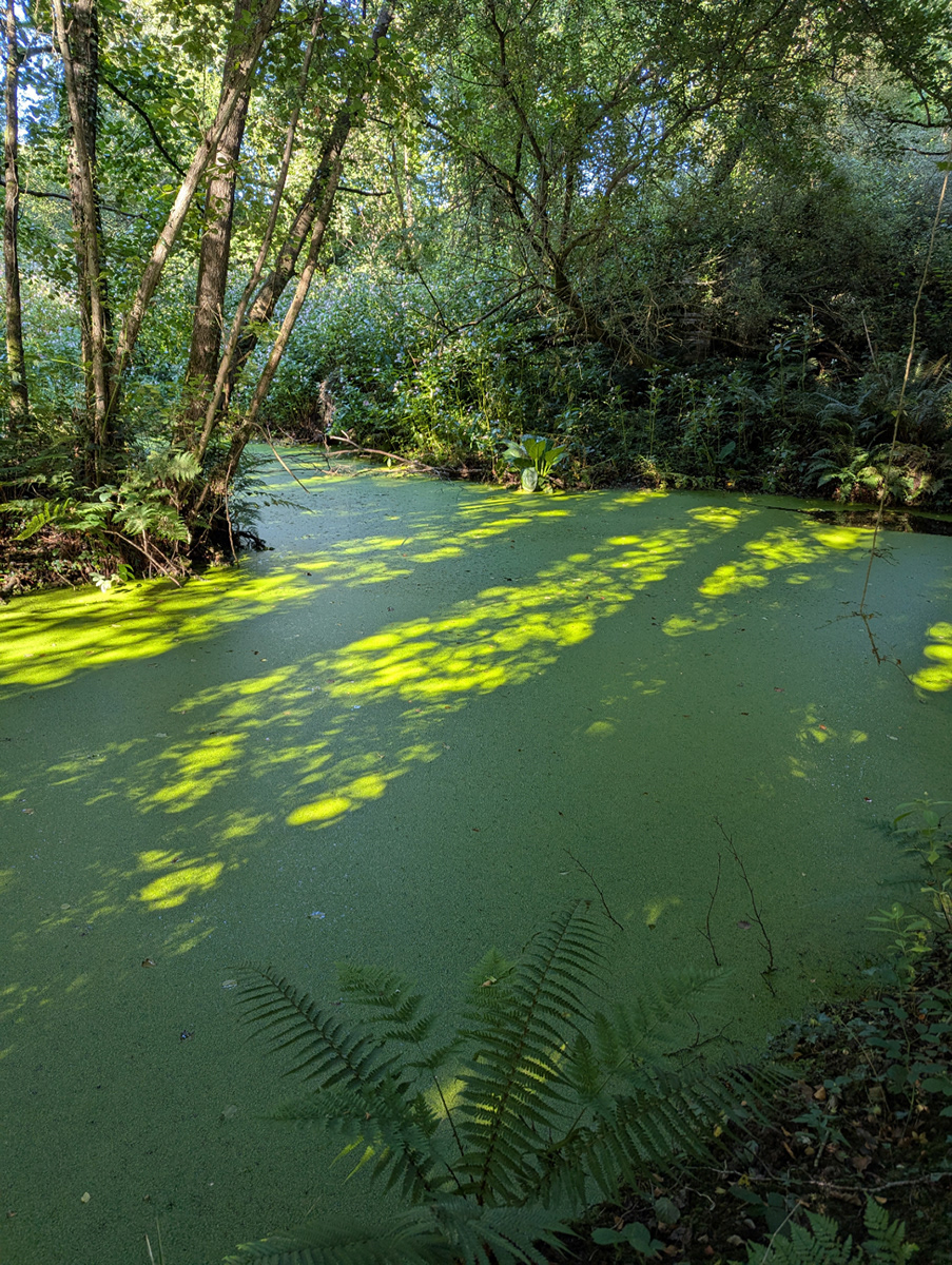 "The Green Lake" by Mike Jones
