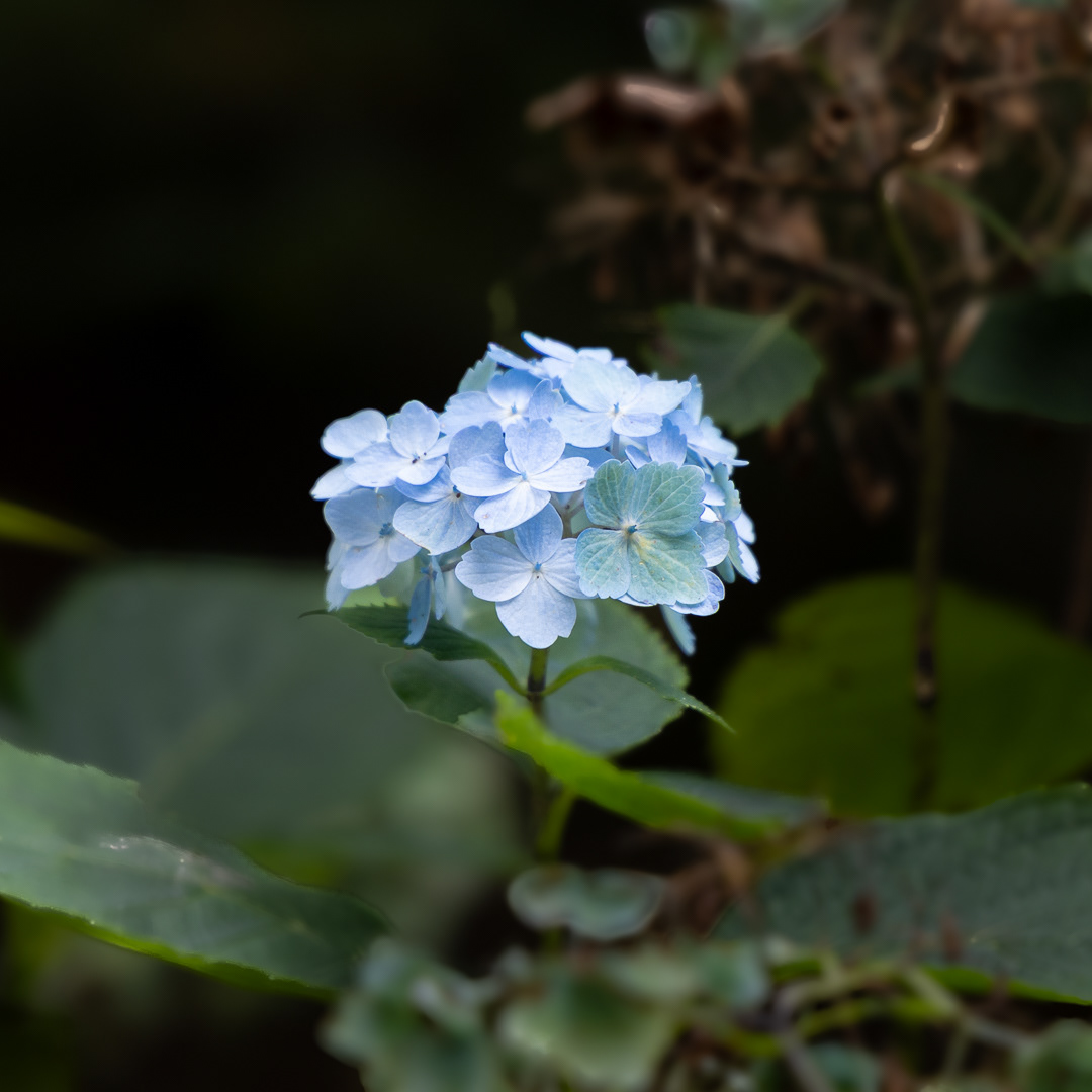 Colby_Pembs-4989 by Morlais Davies