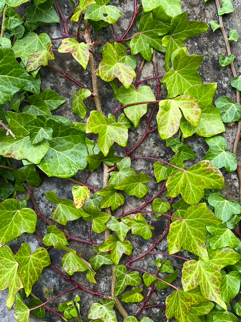 "Churchyard Ivy" by Morlais Davies