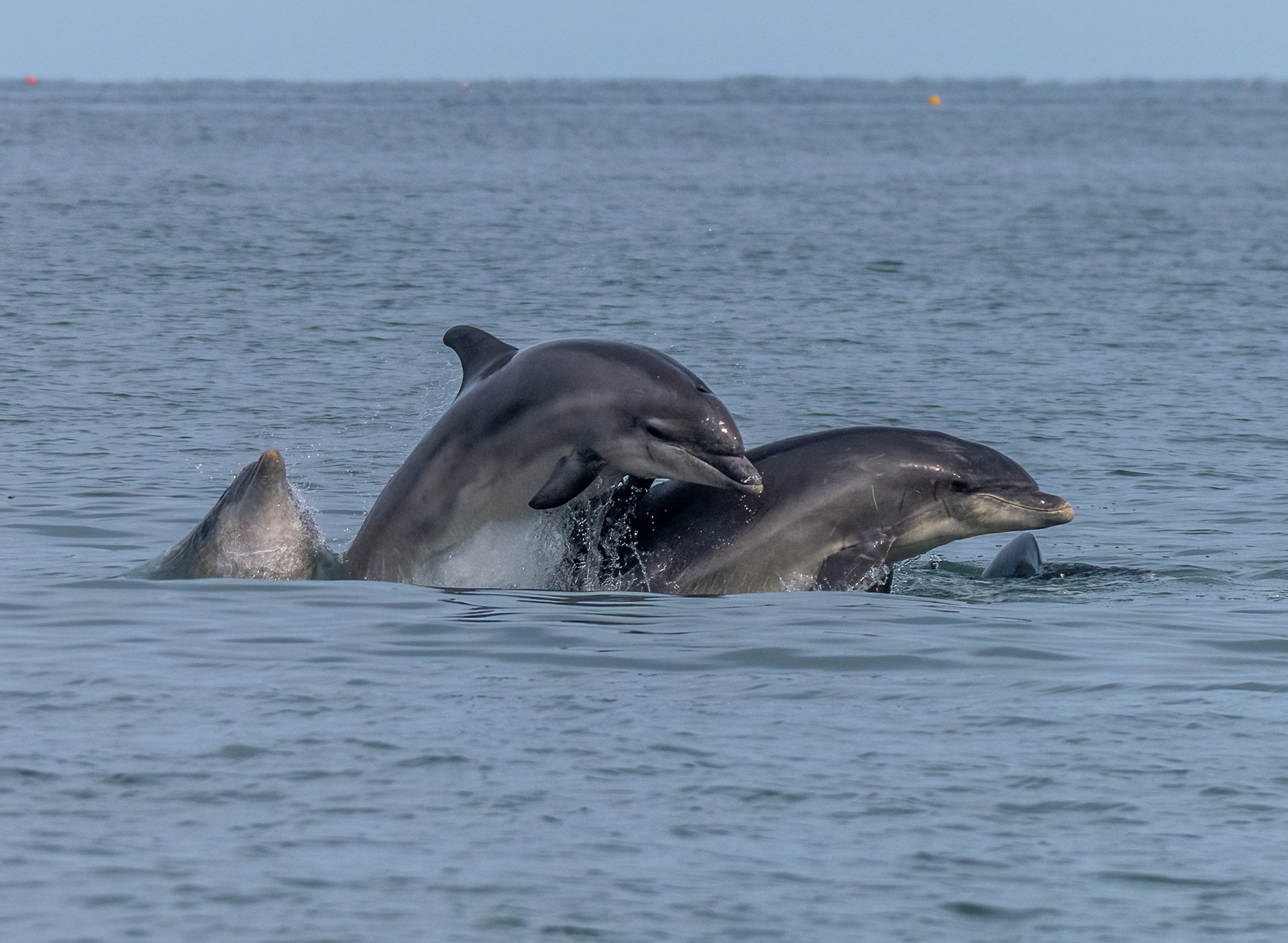 Breaching Bottlenose Dolphins