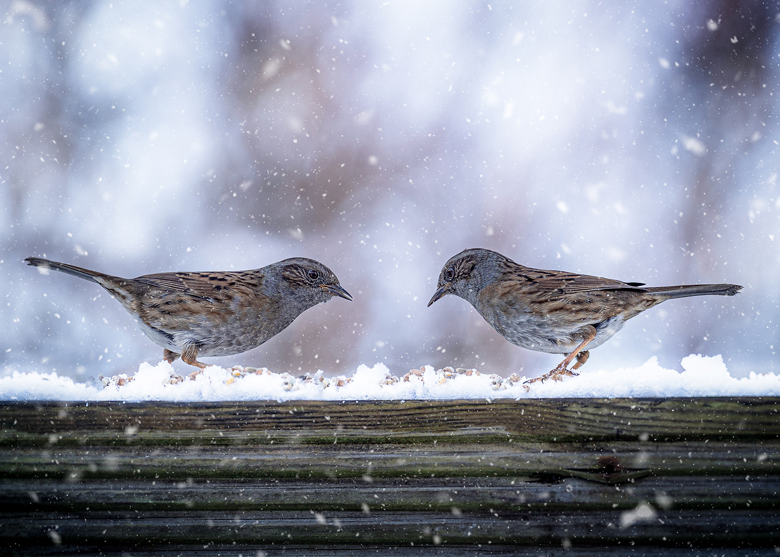 1st: Snowy Sparrows (Jan Evans) 20 points