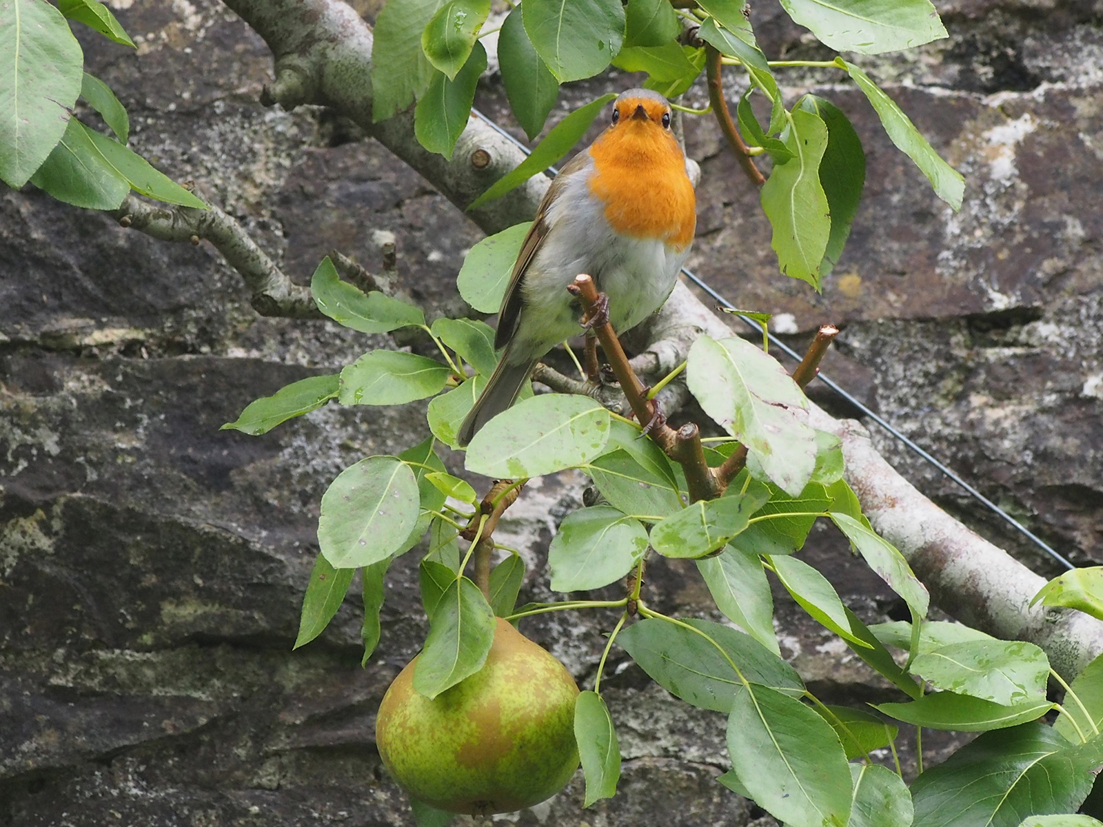 "Robin in a Pear Tree" by Lindsey Church. Awarded 17 points and placed 4th= by the judge, and awarded 16.50 points and placed 7th by the club members