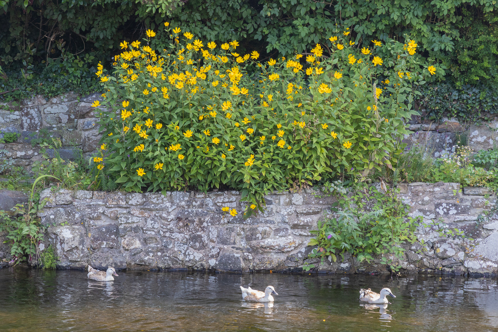"All the ducks in a line" by Morlais Davies