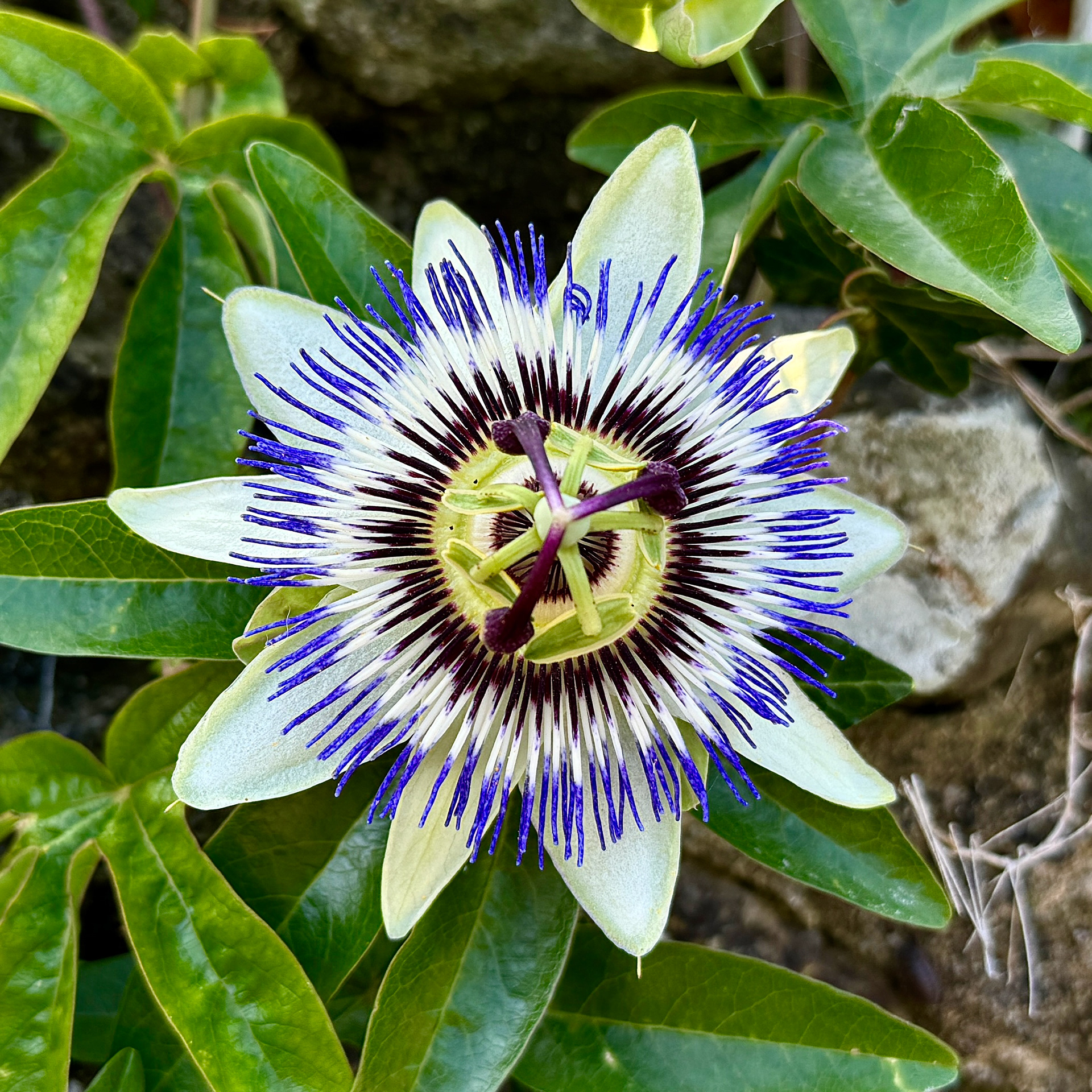 "Passion flower" by Morlais Davies