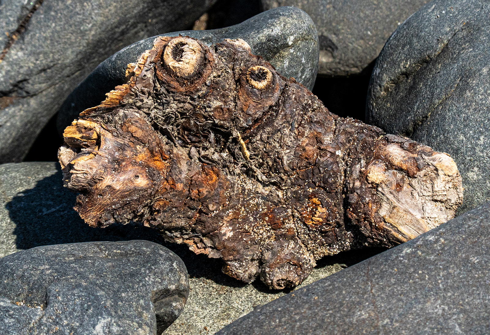 "Fossilised Fish?" by Monica Berry