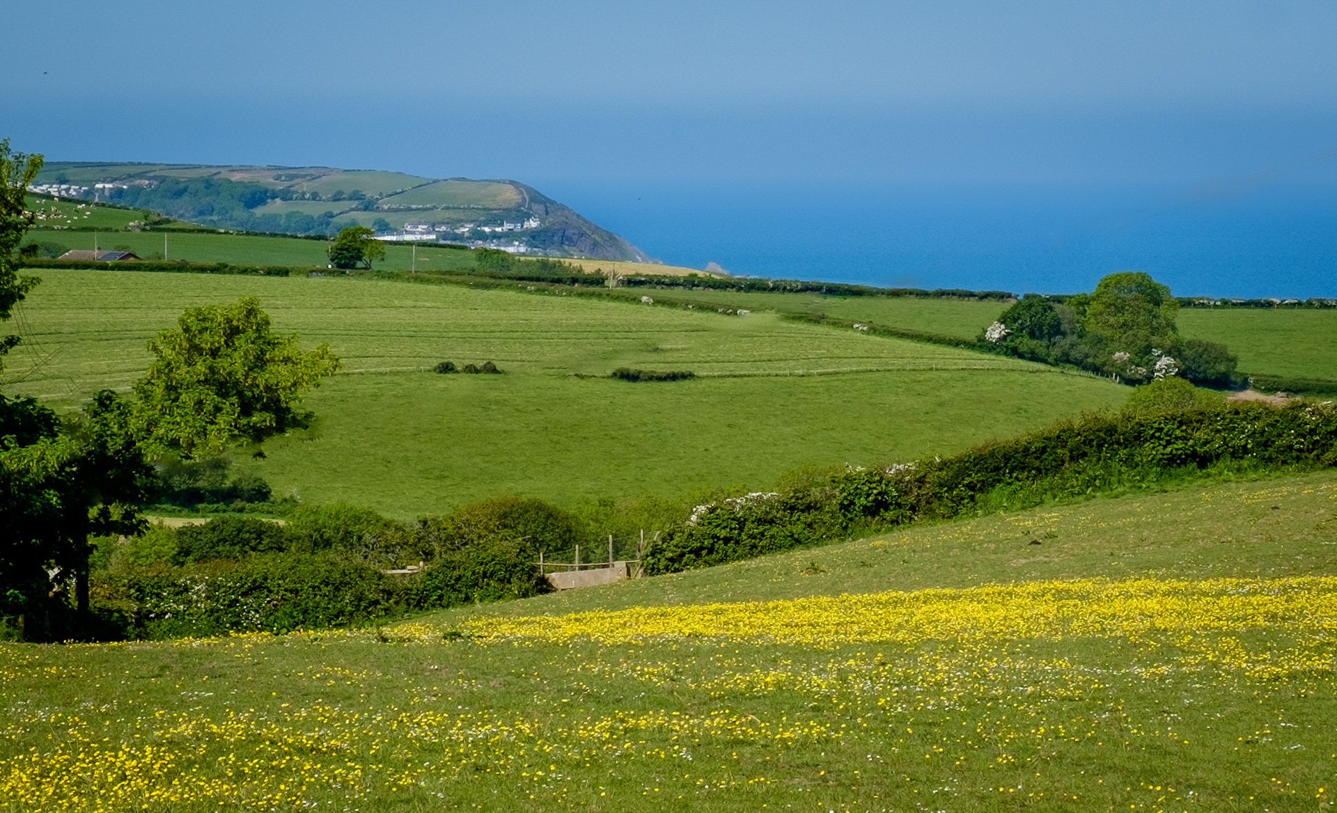 New Quay Across the Fields
