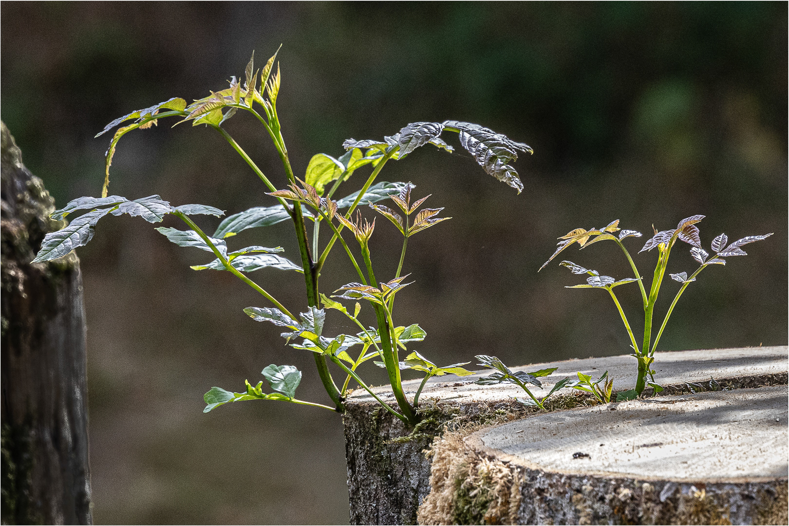 "New life" by Morlais Davies