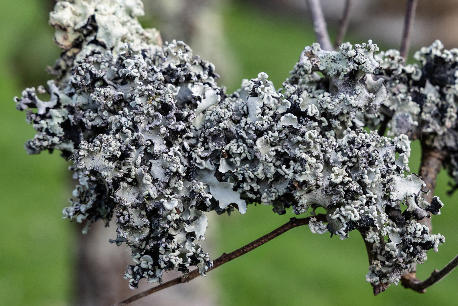 Colby_Pembs-5092 by Morlais Davies