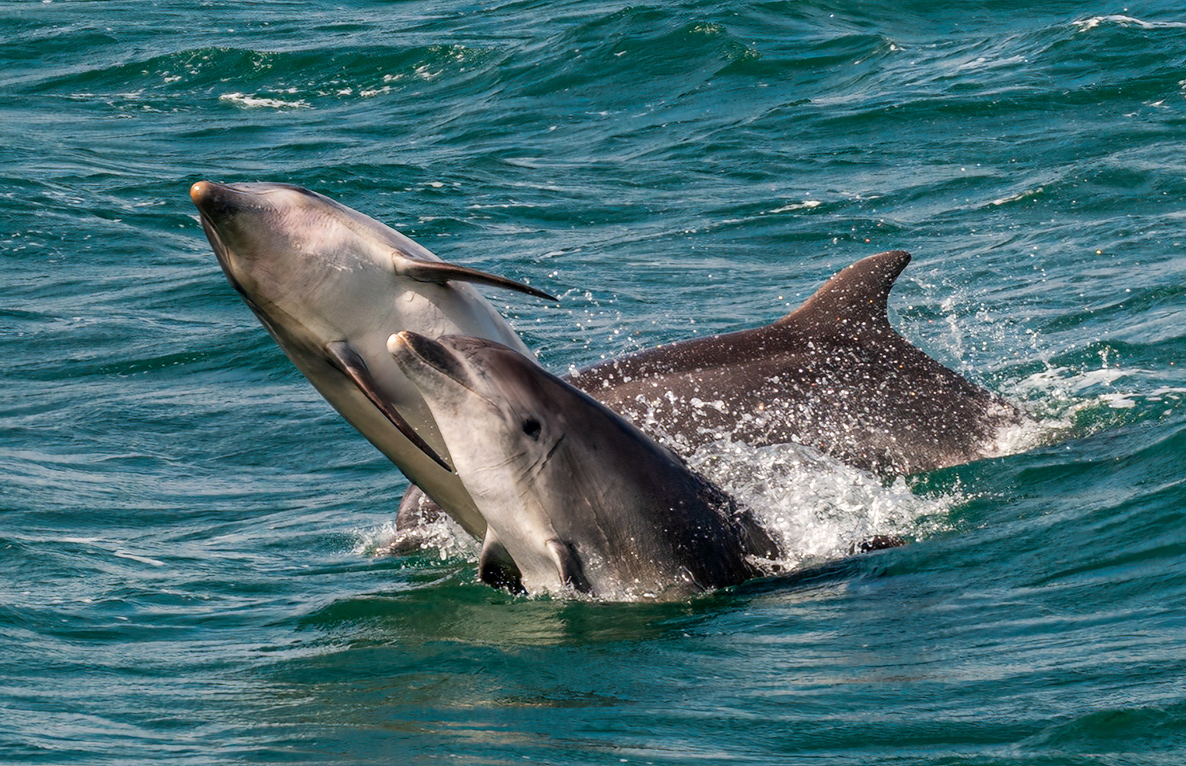 Breaching Bottlenose Dolphins at New Quay