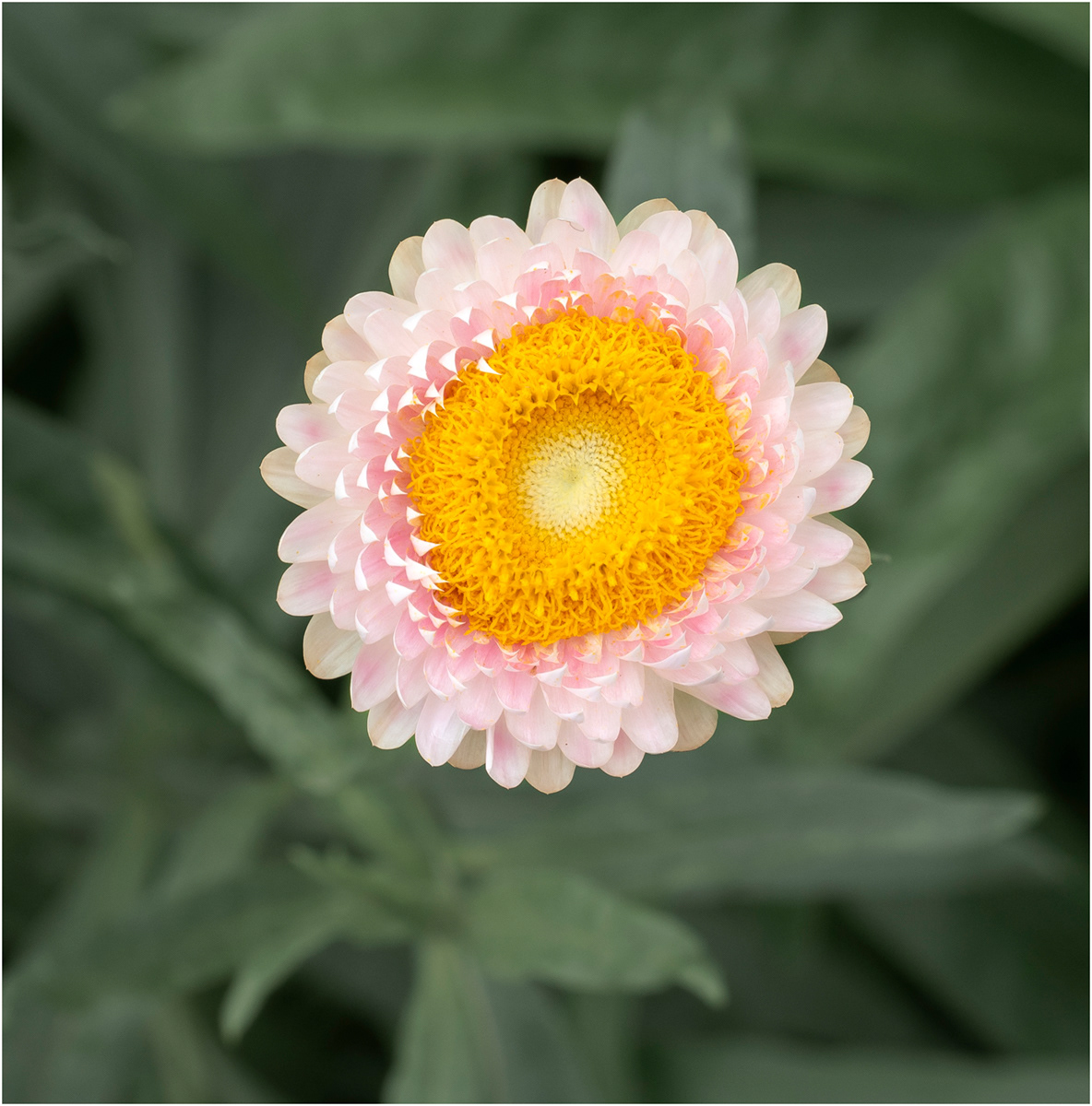 "Antipodean flora 1" by Viv Evans