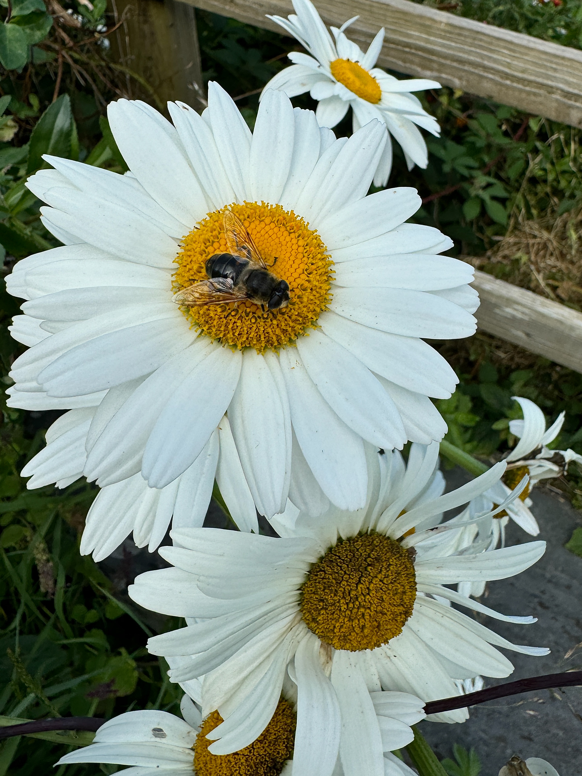 "Bee on daisy" by Morlais Davies