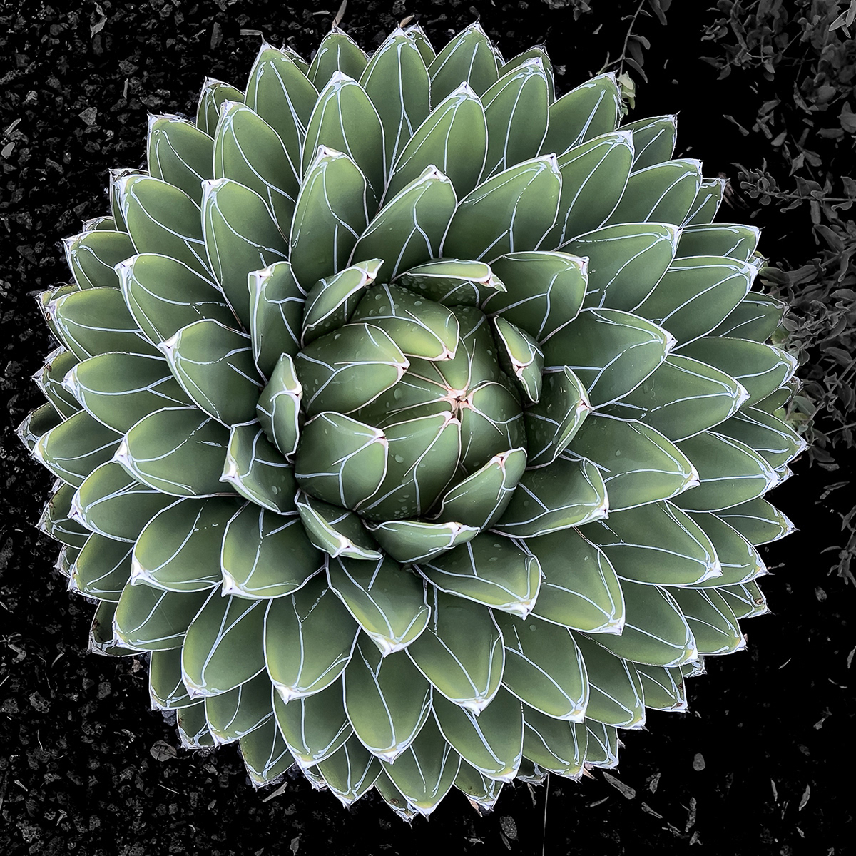 13. "Concentric Cactus" by Morlais Davies (20 points) (SC: 16)
